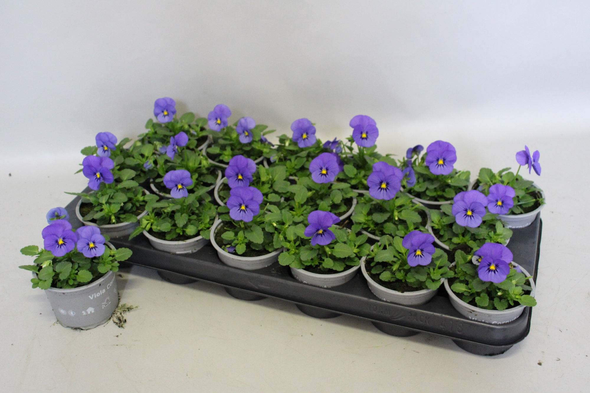 Viola cornuta 9 cm True Blue, D 9 cm