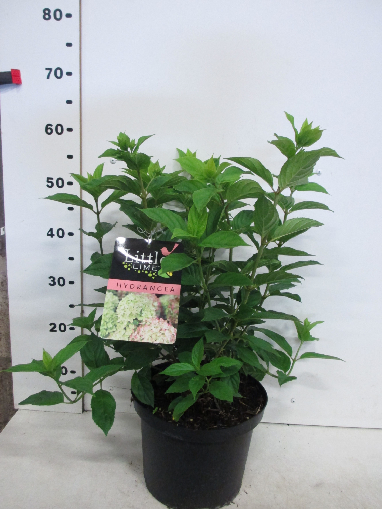 Hydrangea pan. Little Lime 20-25 P23, D 23 cm