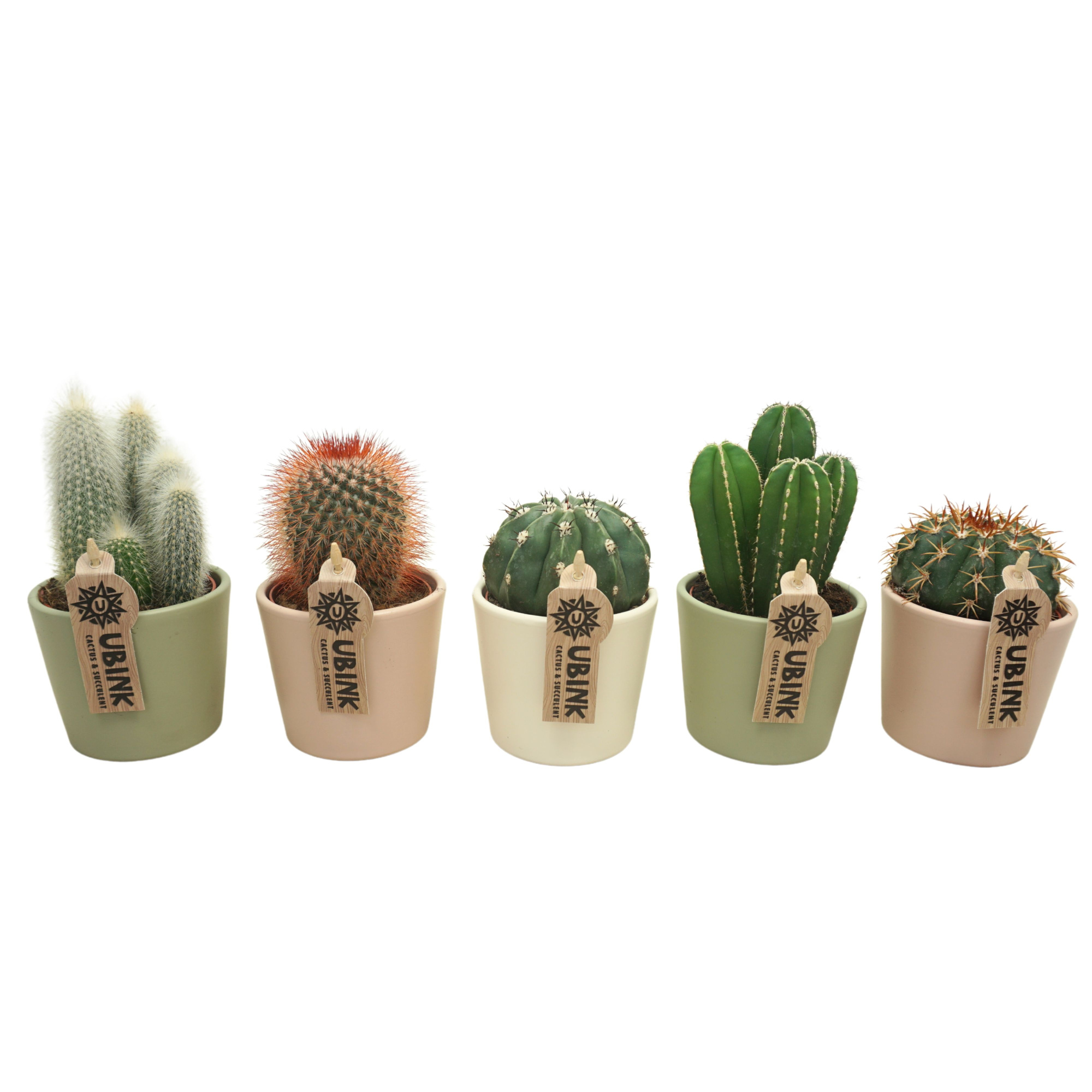 Cactus mix in 9 cm pastel potje (3 assorti), D 8,5