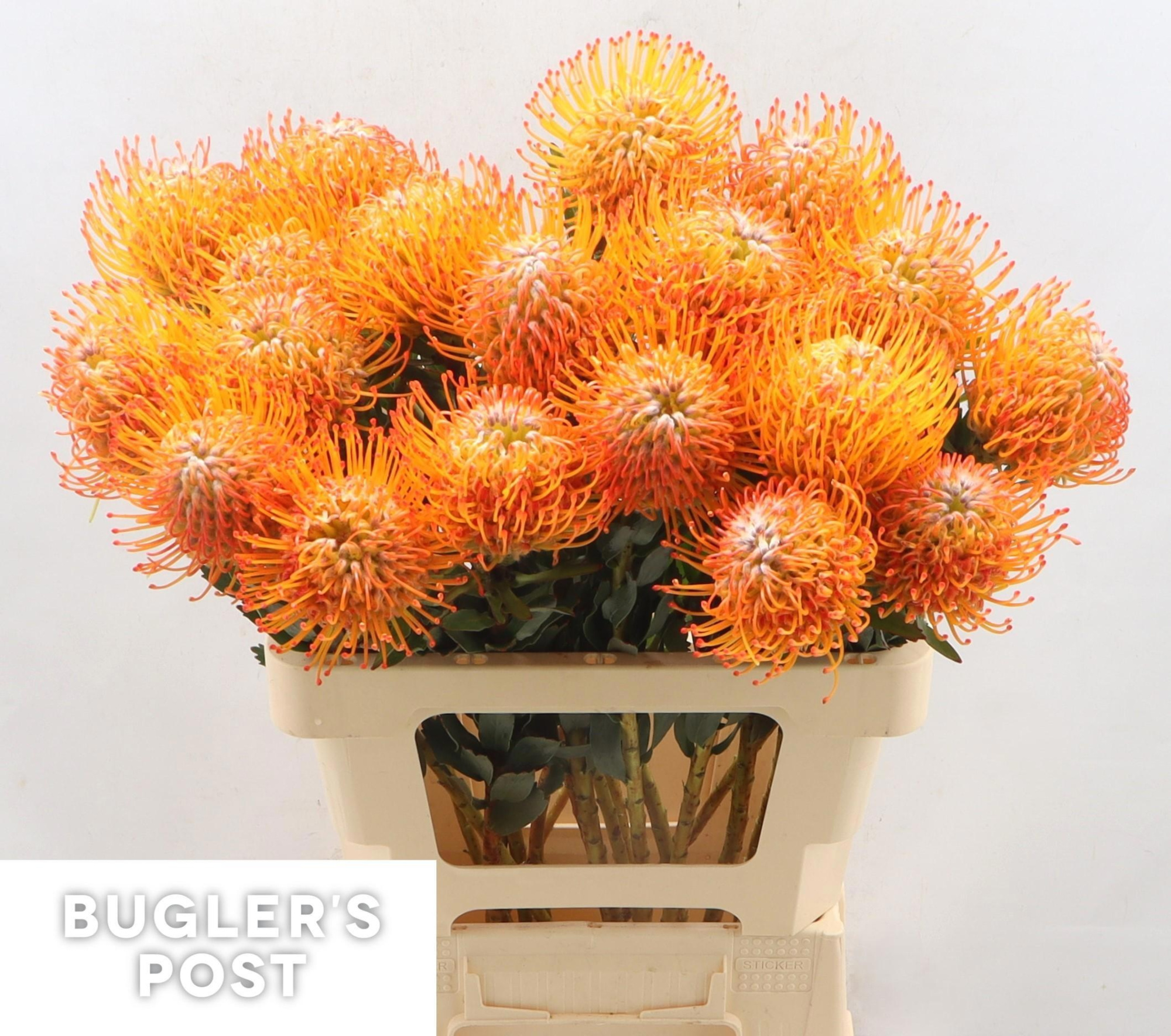 Нутанс Айоба Сан 60, шт.