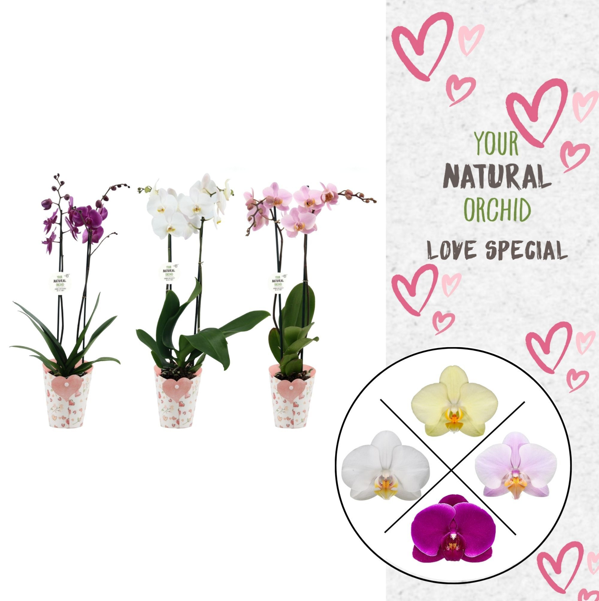 Phal. 2 spike Mix in Potcover Hart, D 12