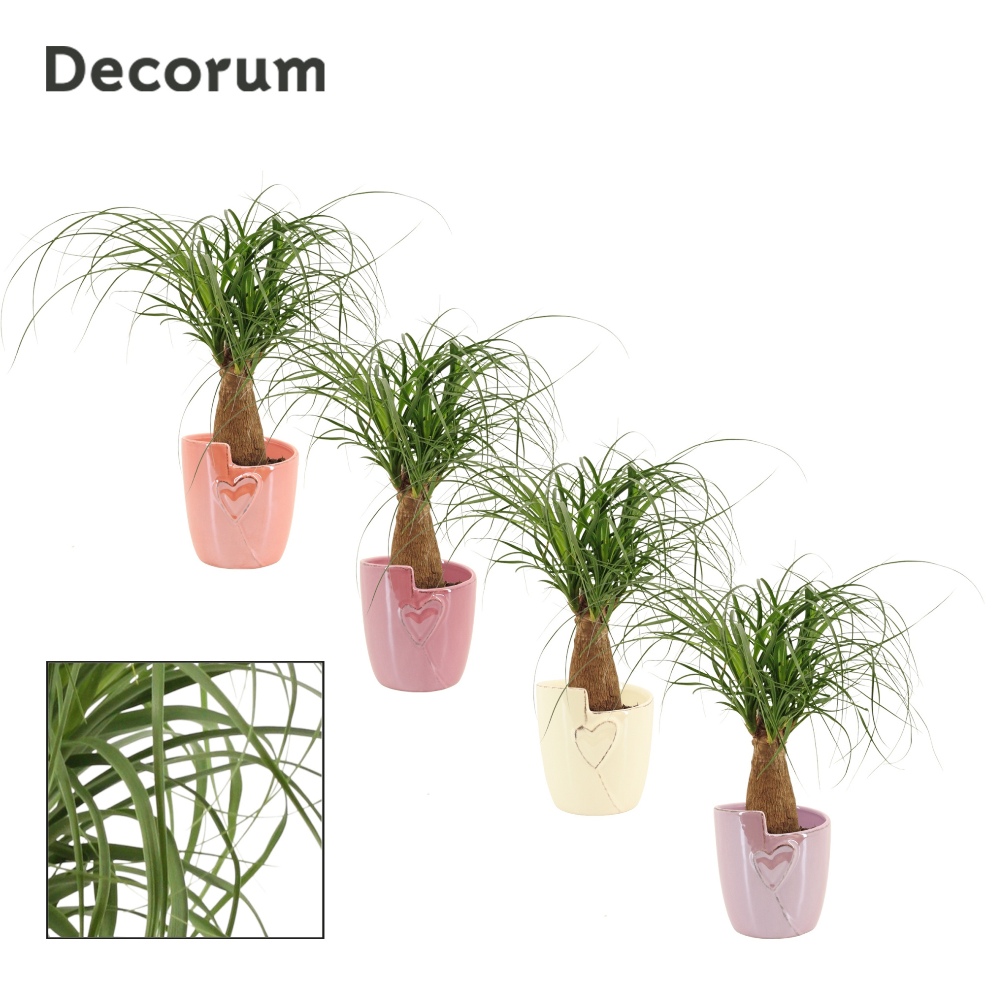 Beaucarnea Recht 12 cm in Joa (Special moods-collection), D 12