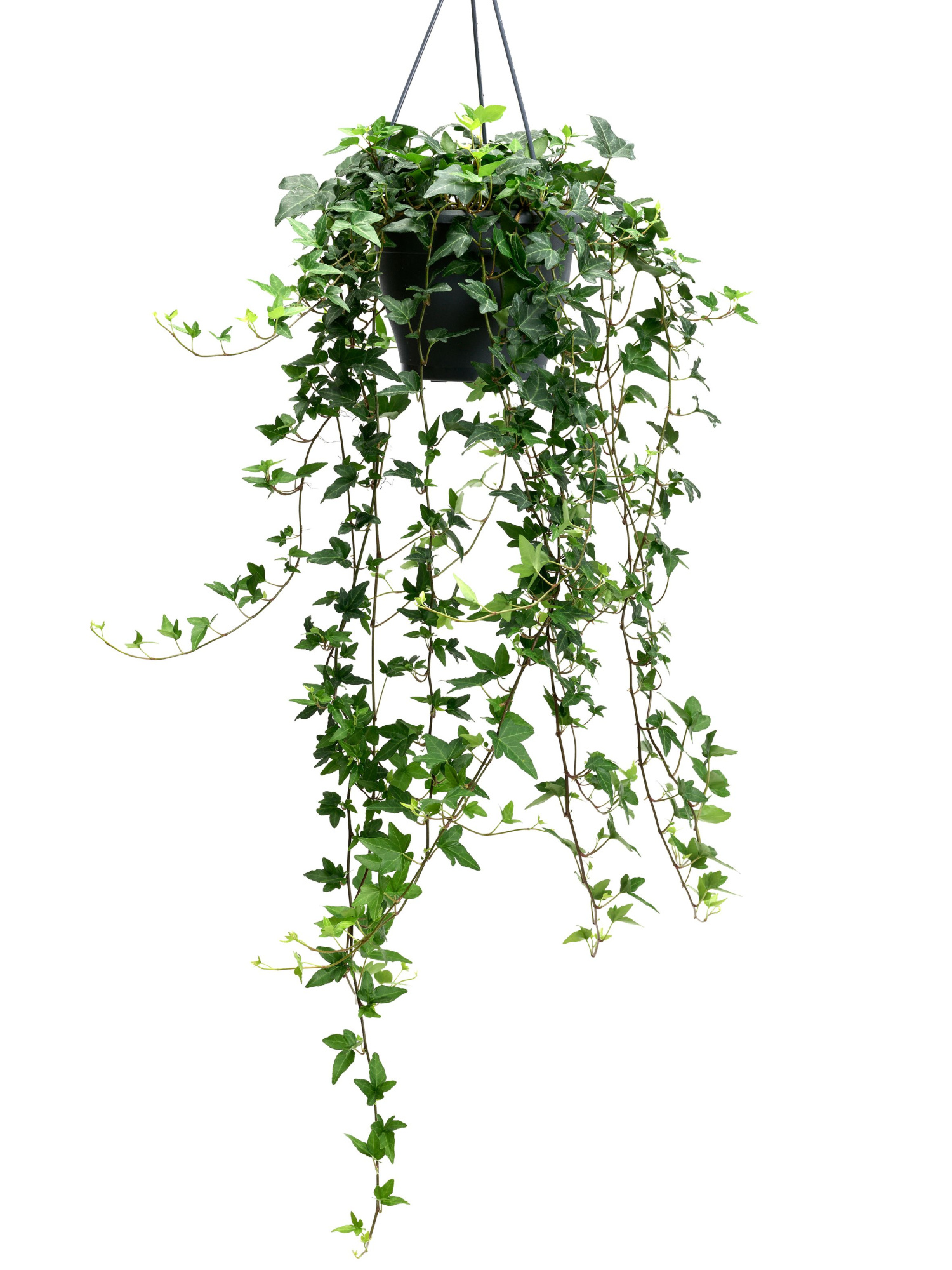 Shamrock 19cm, D 19 cm