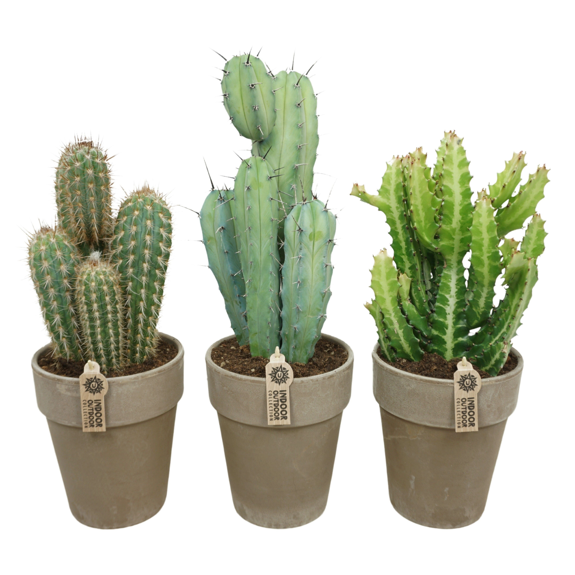 Cactus mix in 19 cm 'Grijze Vaaspot', D 17 cm