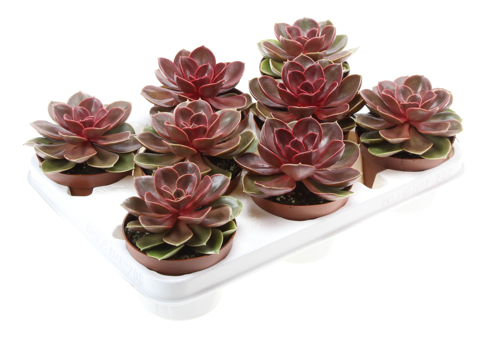 Echeveria magic parel, D 10,5 cm