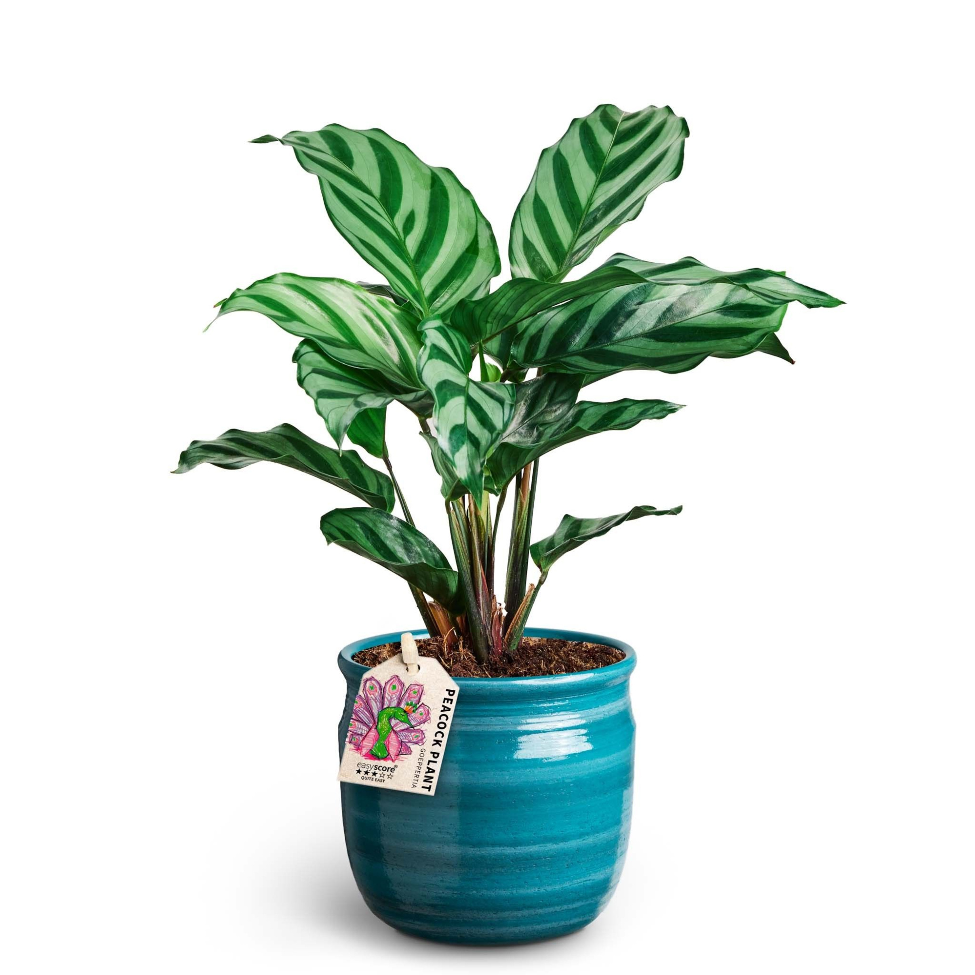 Maceta Teal, Calathea ´Freddy´, D 10 cm