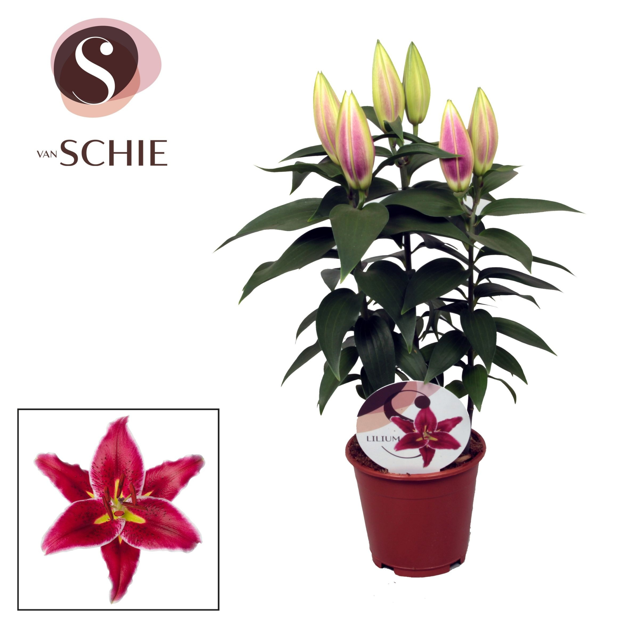 Lilium Or Magny Cours 13cm, D 13 cm