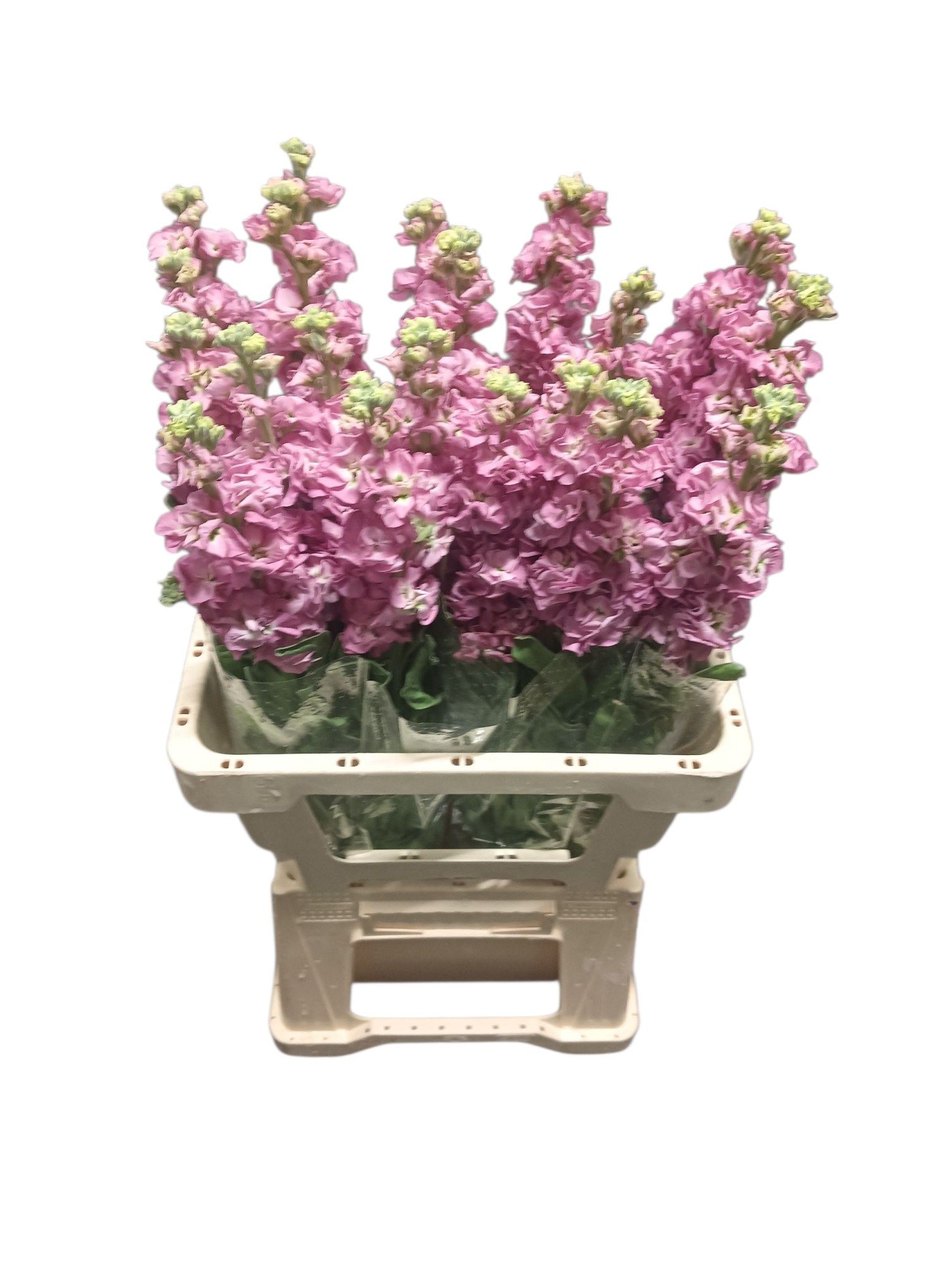 Маттиола од. Стокс Антик Роуз 60, шт.