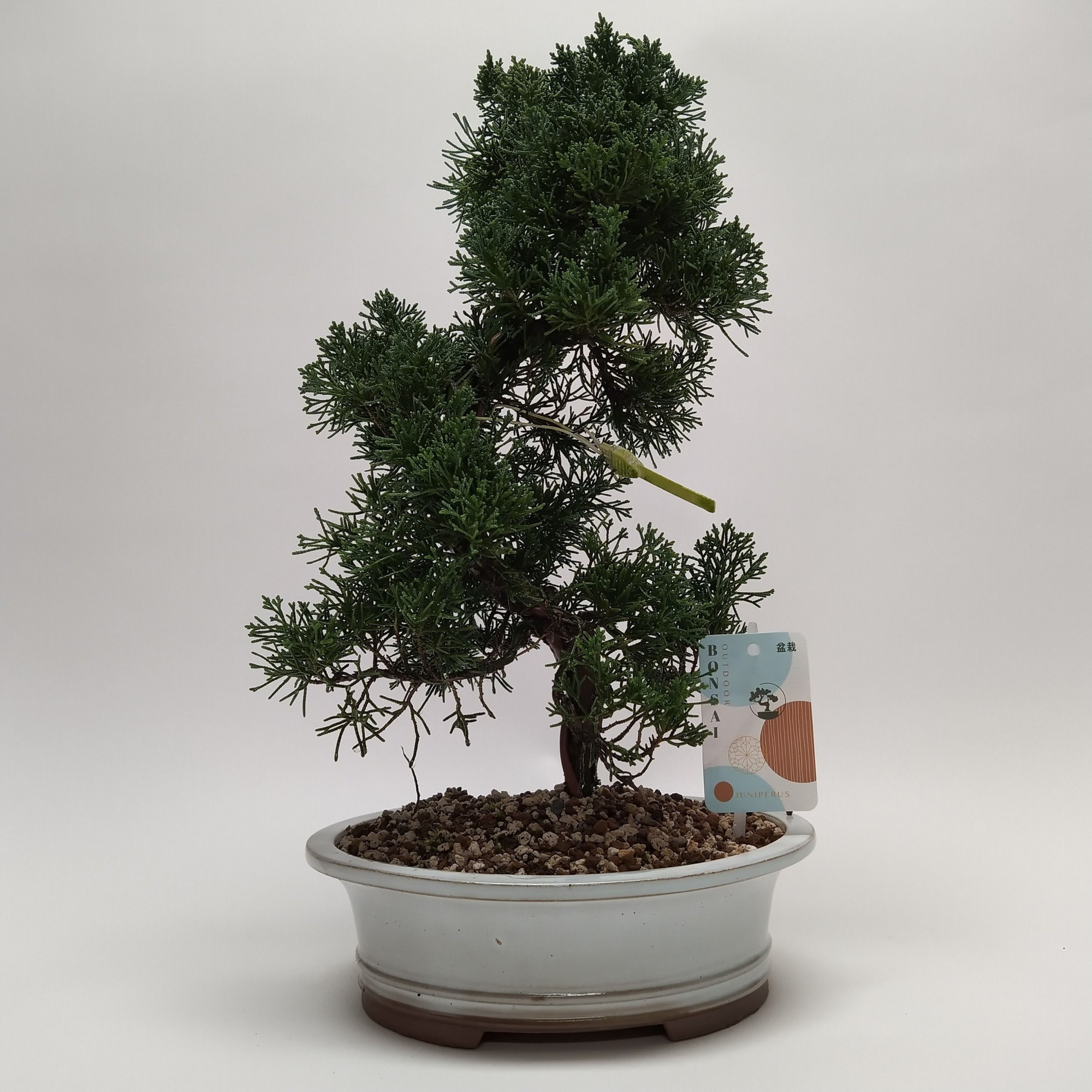 Juniperus Kishu S-shape Bonsai 22 cm (herkomst: Japan), D 22 cm