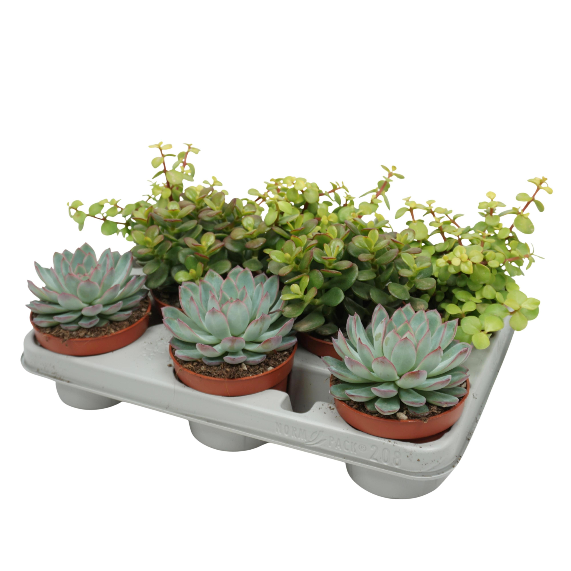 Succulenten mix 10,5 cm in 8 gaats tray, D 10,5