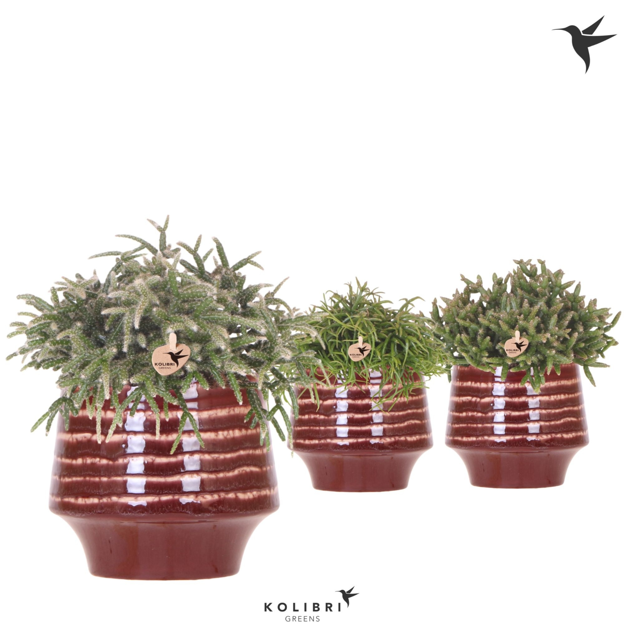Kolibri Greens Rhipsalis mix in Moonstone pot red, D 12 cm