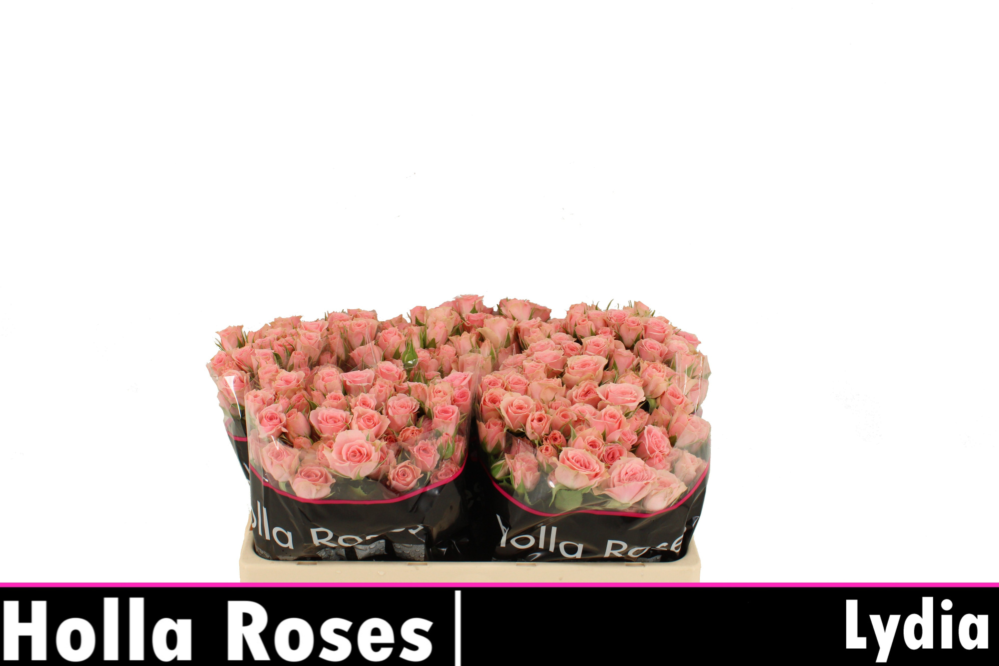 Роза куст. Лидия 50, шт.