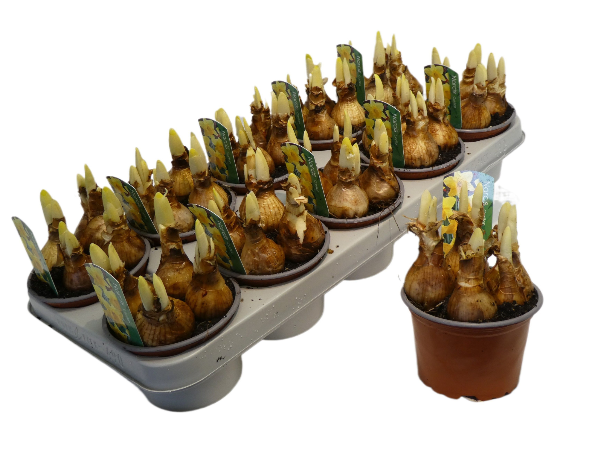 Narcissus Grootkronige Grp 'Carlton', D 12