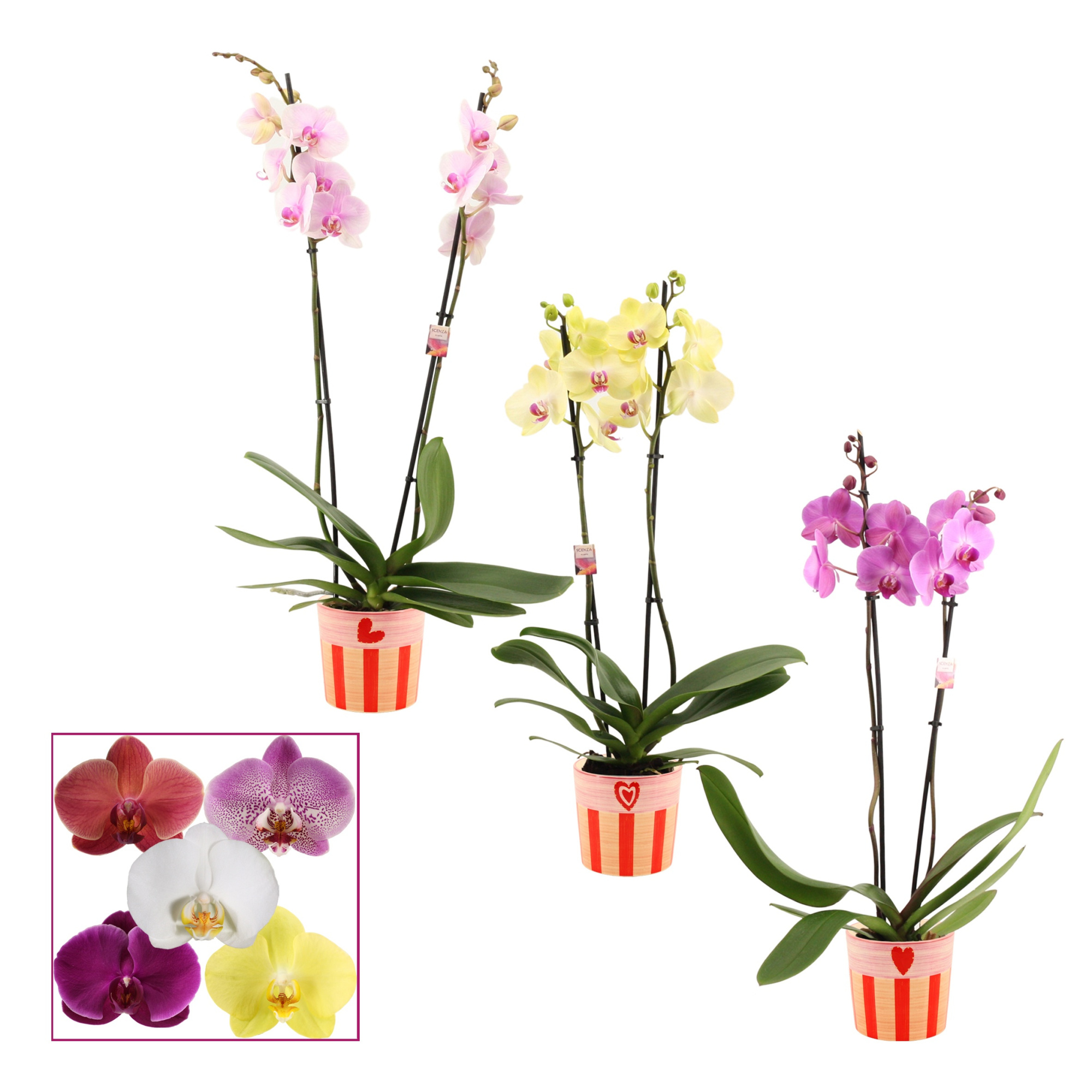 Phalaenopsis 2 tak 14+ mix in Romée (Sympathetic moods-collectio, D 12