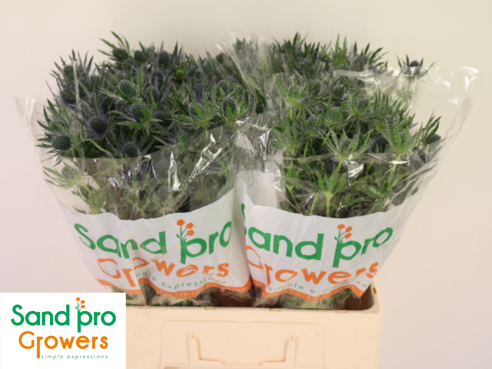 Эрингиум Блю Лагун 60 (син.), шт.