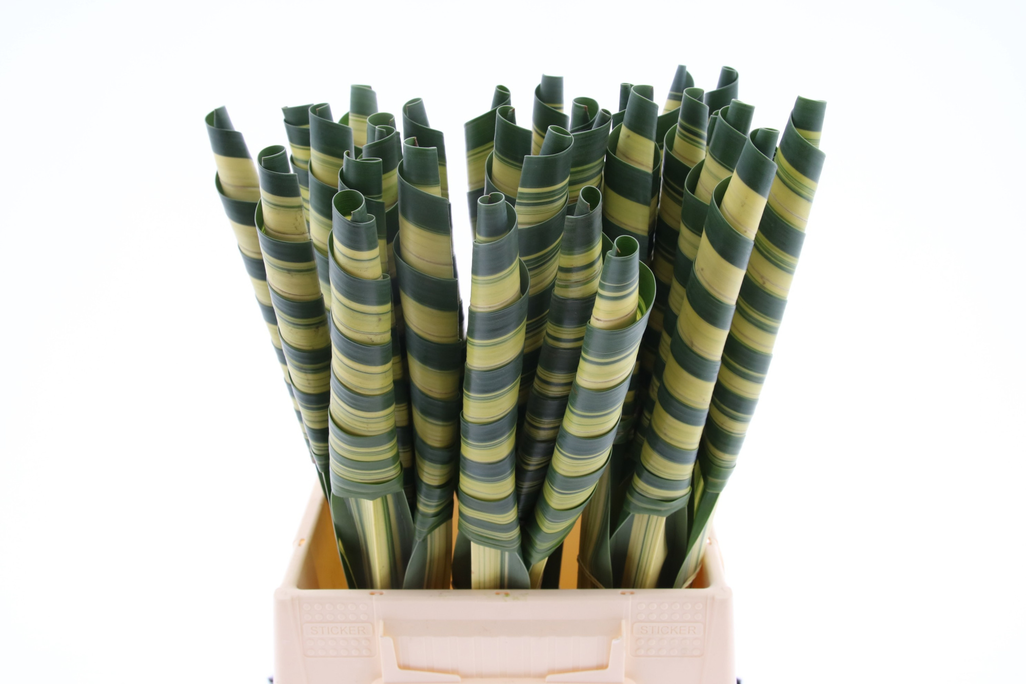 Панданус Лист 50, шт.