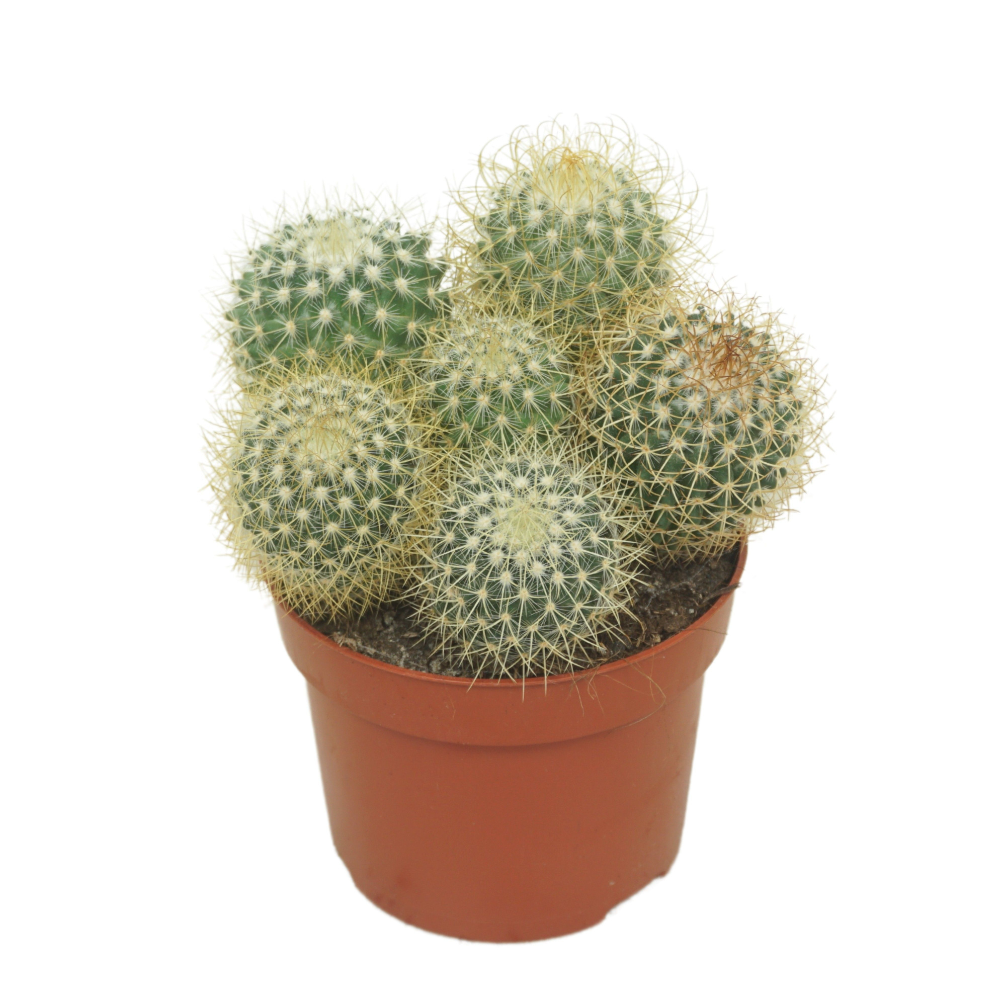 Mammillaria pringlei 12 cm, D 12 cm