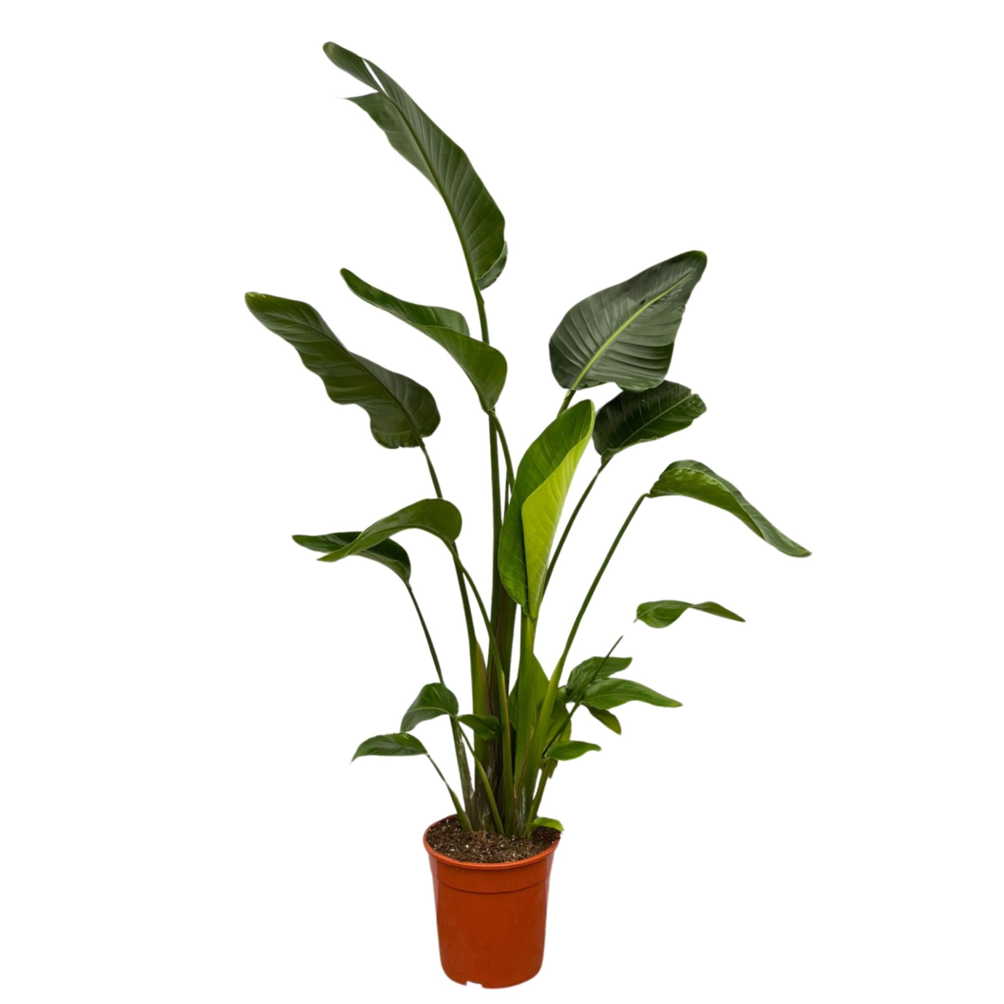 Strelitzia Nicolai - 150cm, D 24 cm