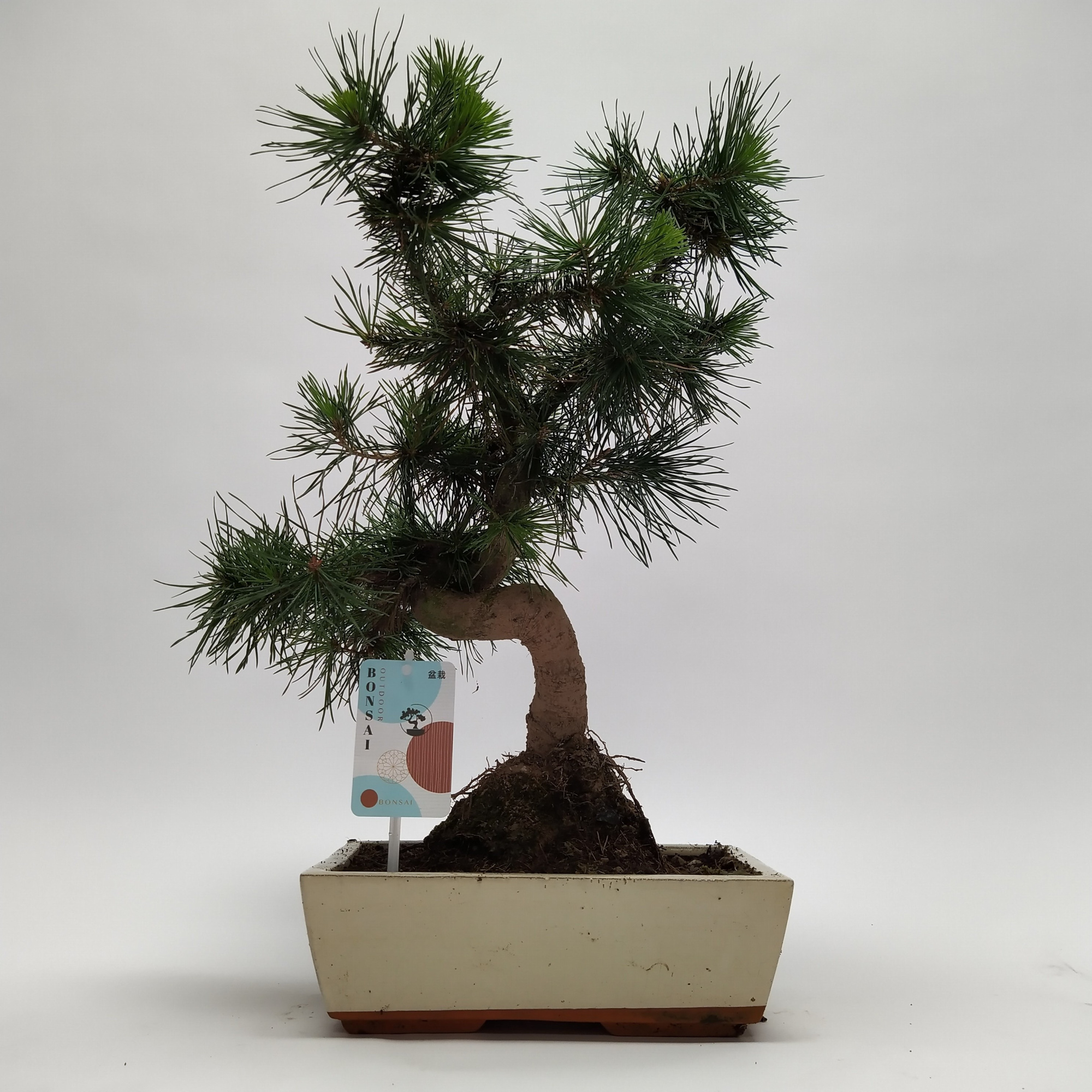 Pinus Sylvestris Bonsai 'Traditional' 25 cm, D 25 cm