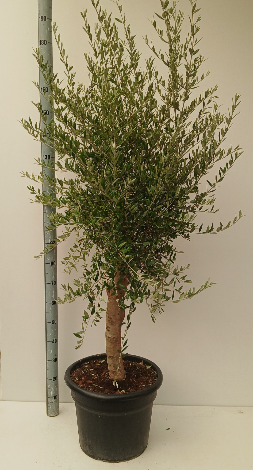 olea europaea, D 40