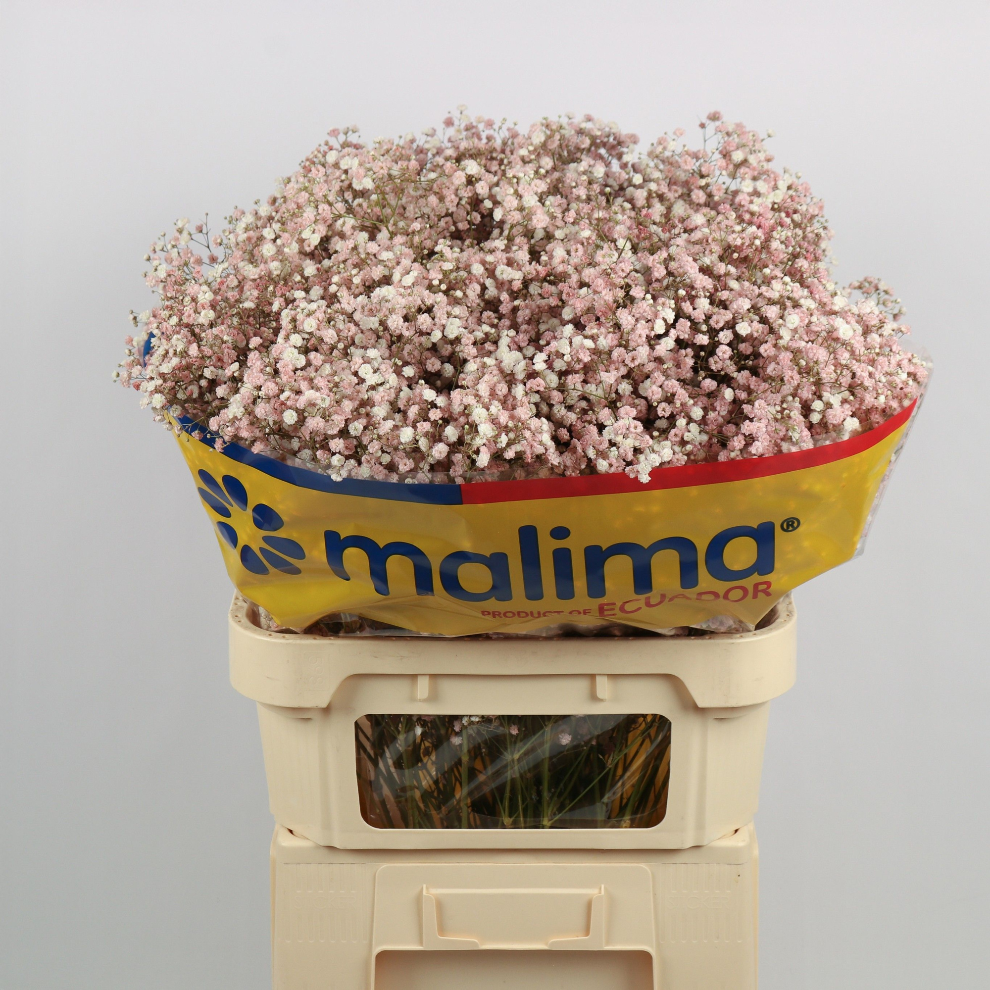 Гипсофила Овериг Крашеная (краш. ) 75, шт.