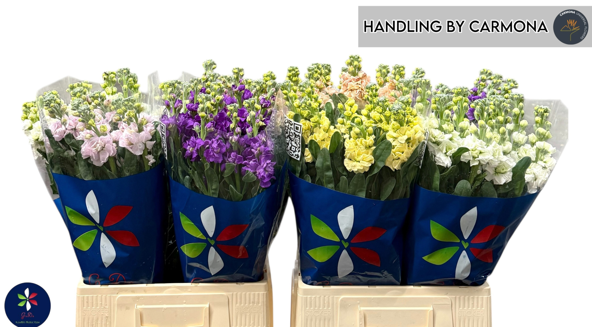 Маттиола од. Овериг 70, шт.