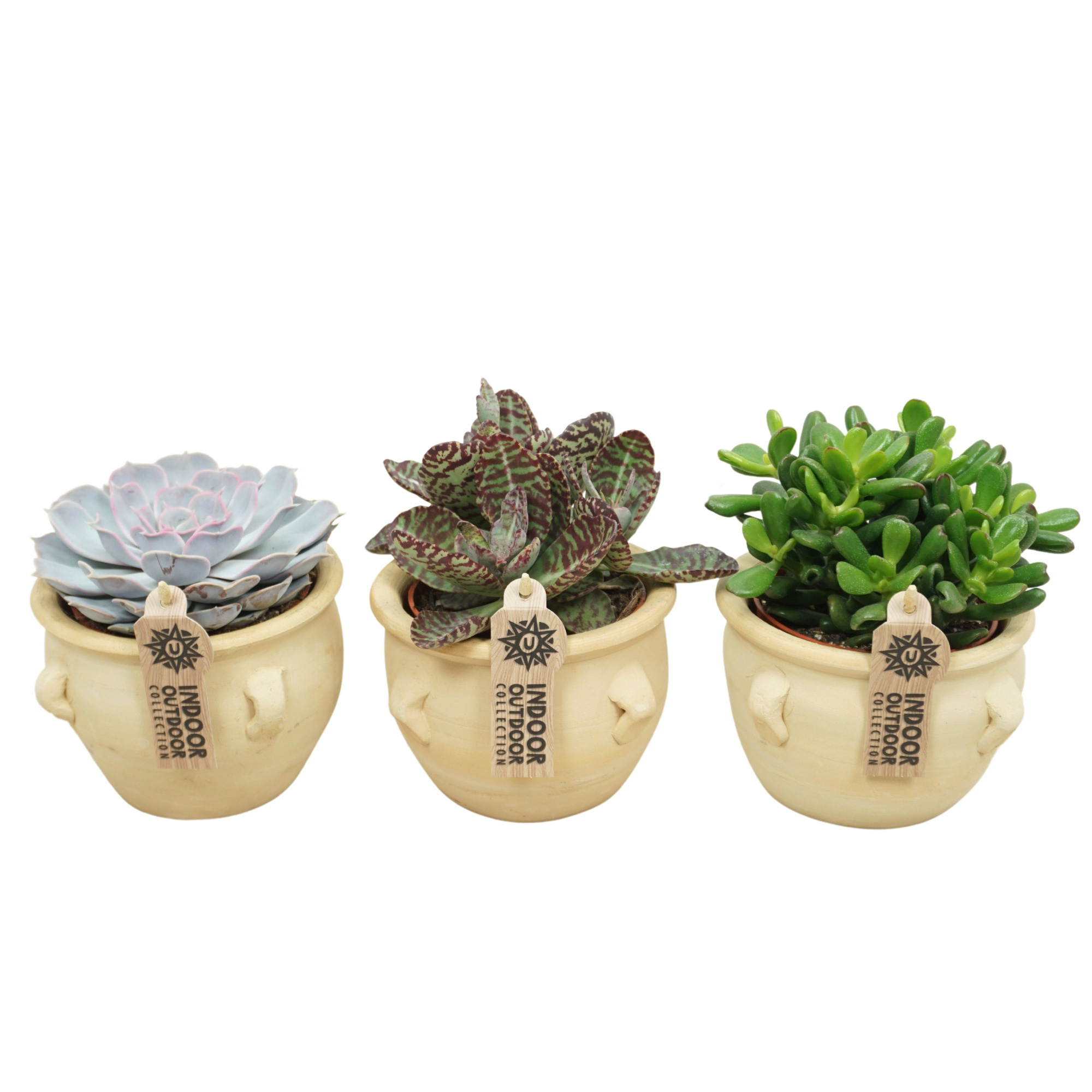 Succulent mix in 14 cm 'Kruik La Vica', D 10,5 cm