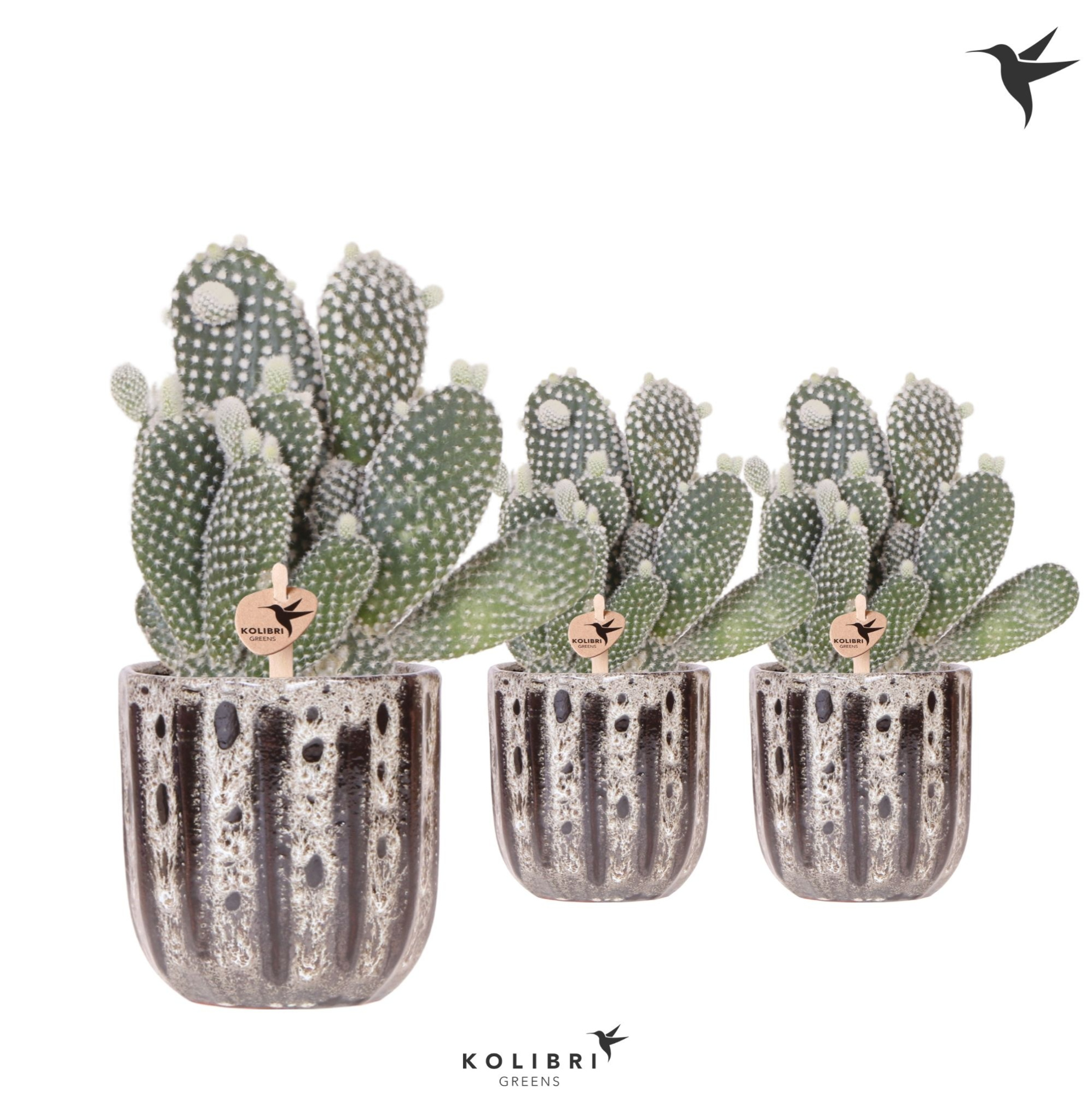 Kolibri Greens Opuntia white in Soul pot, D 9 cm