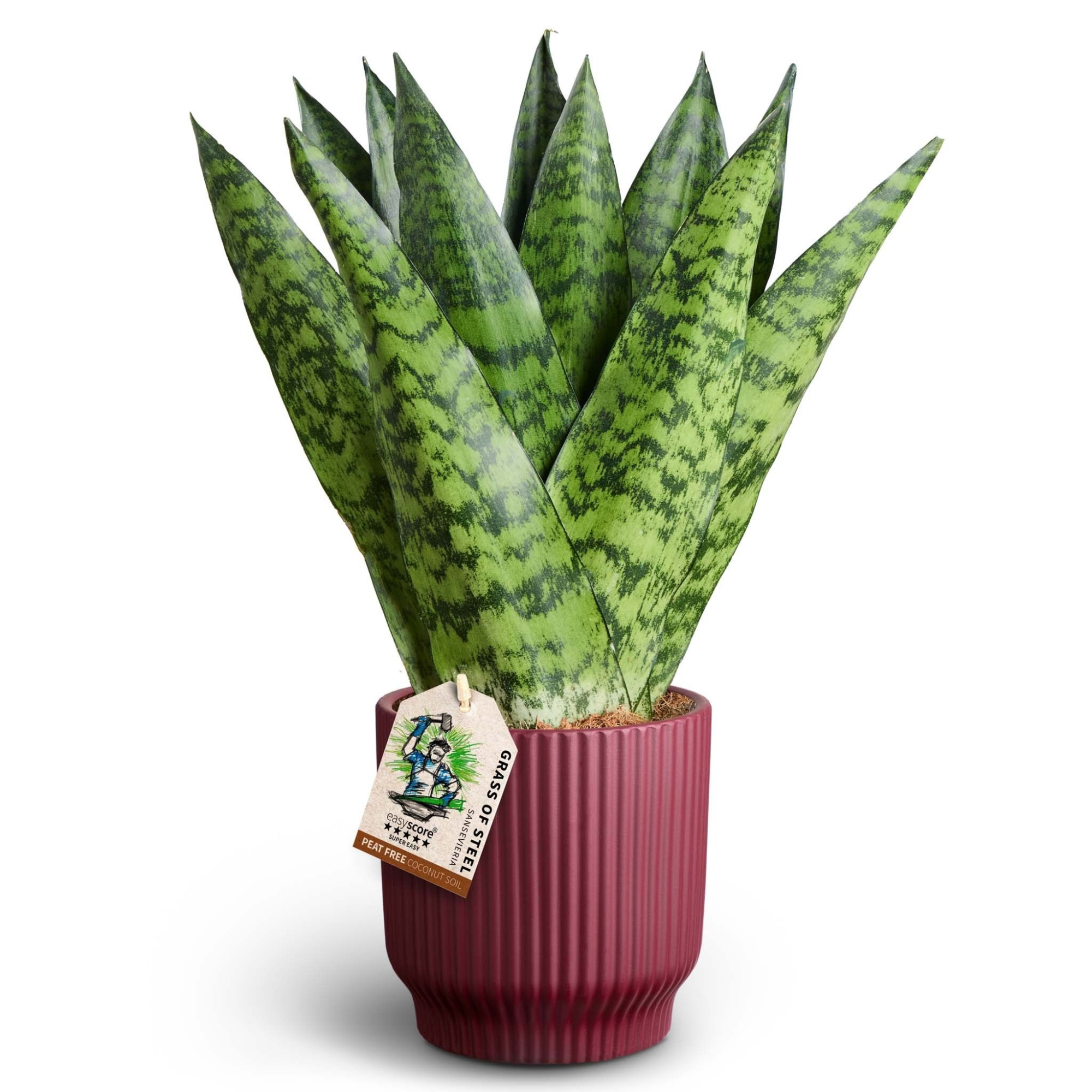 Nordic Aubergine, Sansevieria zeylanica ´Fan´, D 12