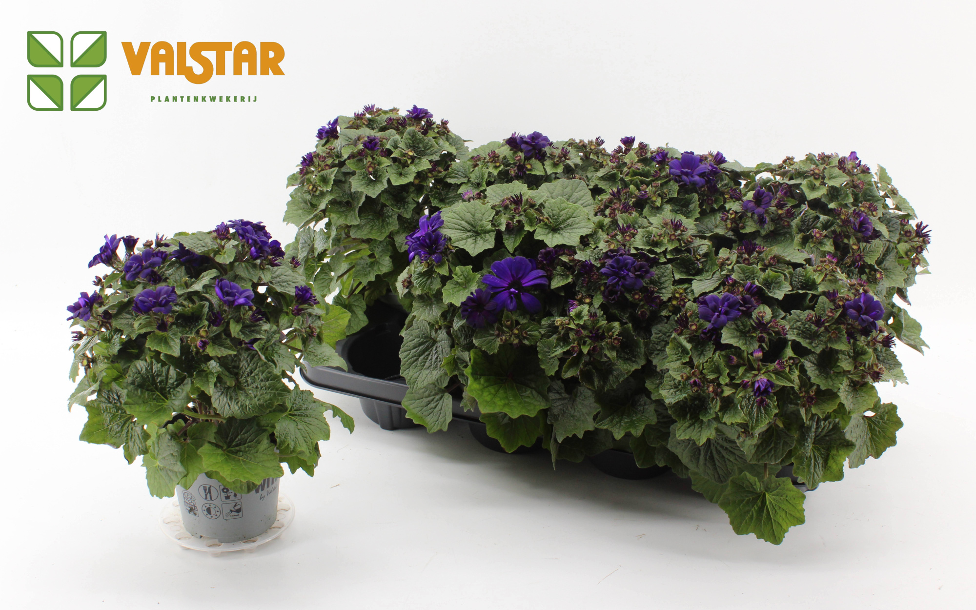 Pericallis Mandala Senetti Purple heart 12 cm, D 12