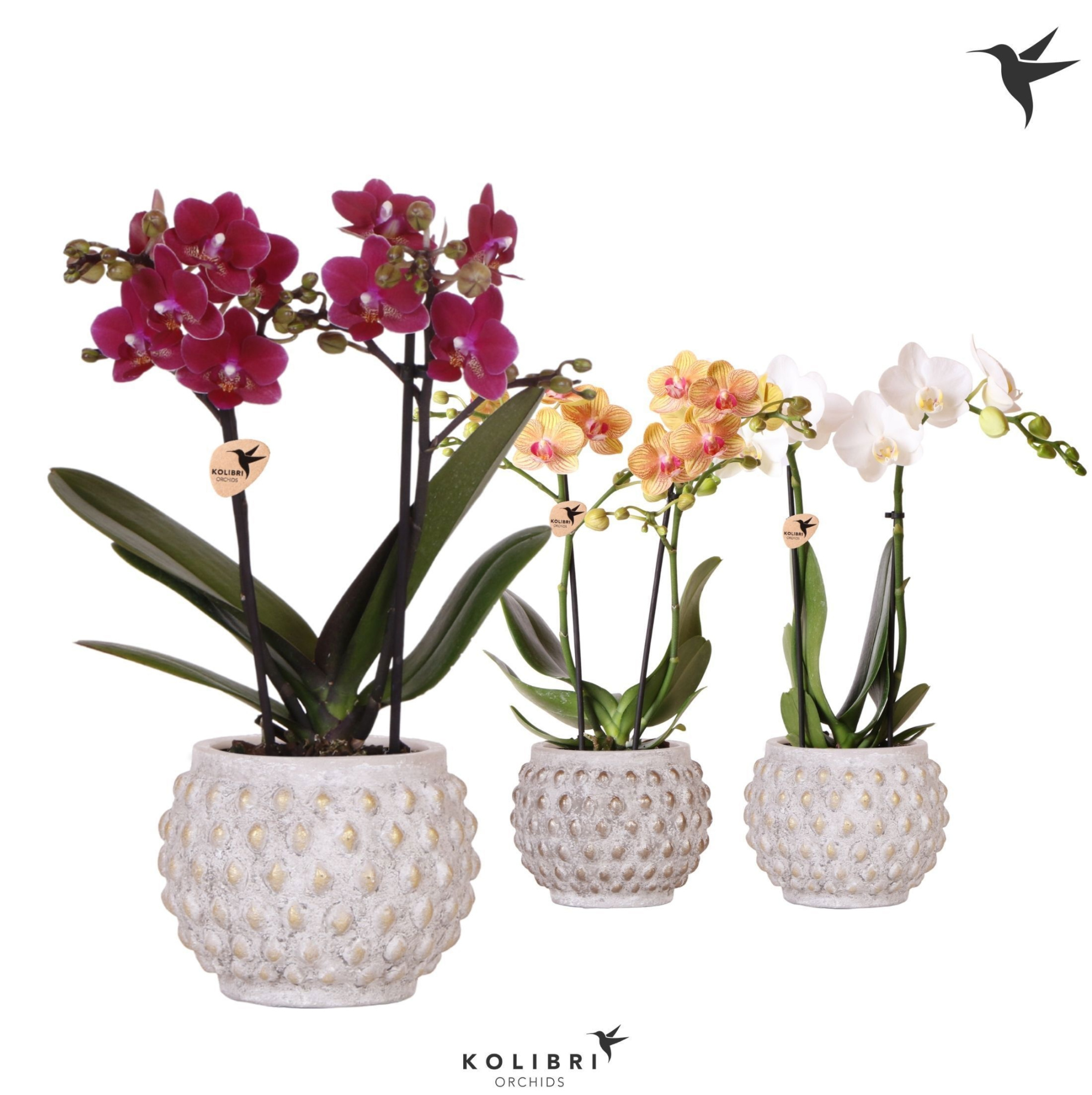 Kolibri Orchids Phalaenopsis mix 2spike in Marrakesh gold/copper, D 9