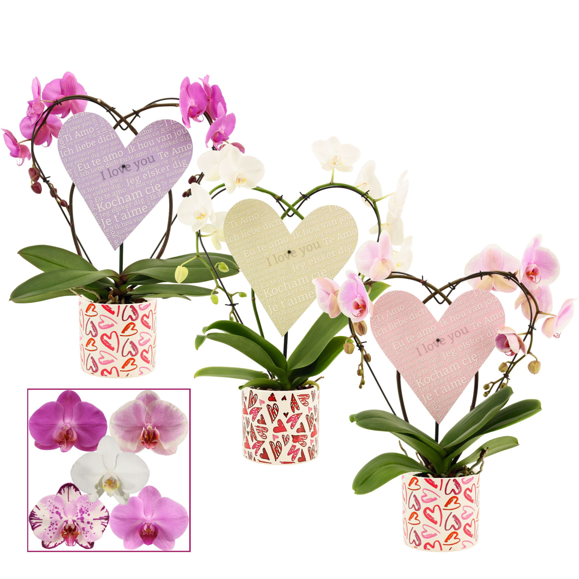 Phalaenopsis Heart 2 Heart mix in Julia (Deco-collection), D 12