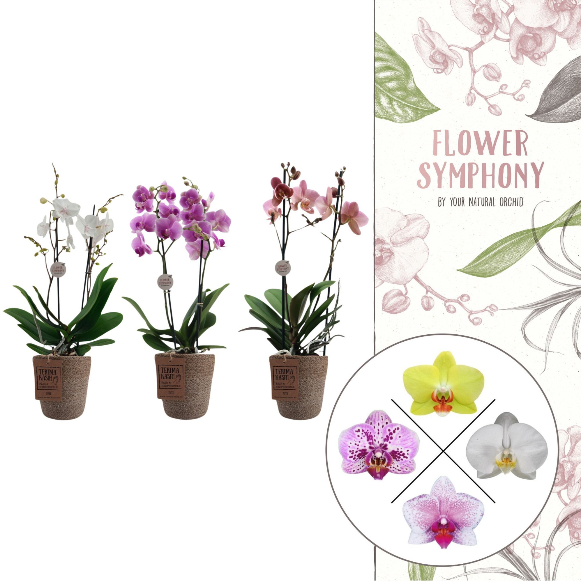 Flower Symphony |Mix in Terima Kasih | Phalaenopsis 2 spike, D 12 cm