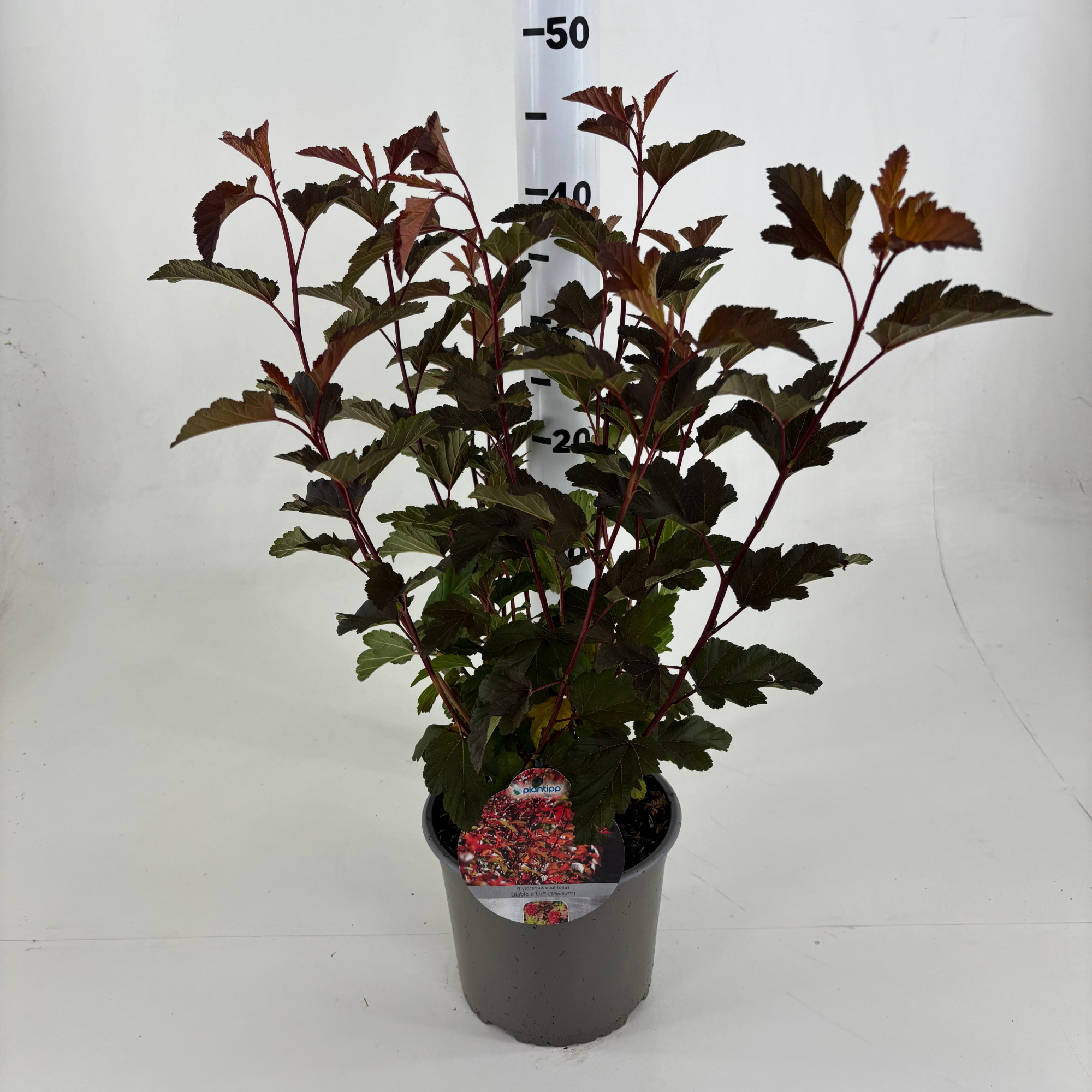 Physocarpus opulifolius 'Diable d'or' ®, D 19 cm