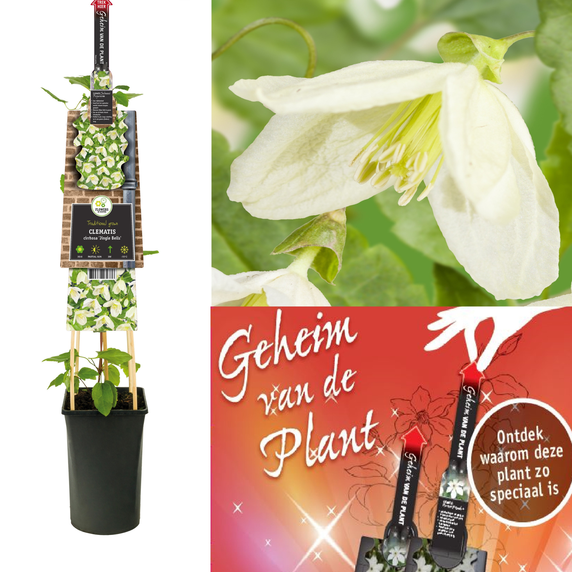 Clematis cirrhosa 'Jingle Bells' secret of the plant EN, D 17