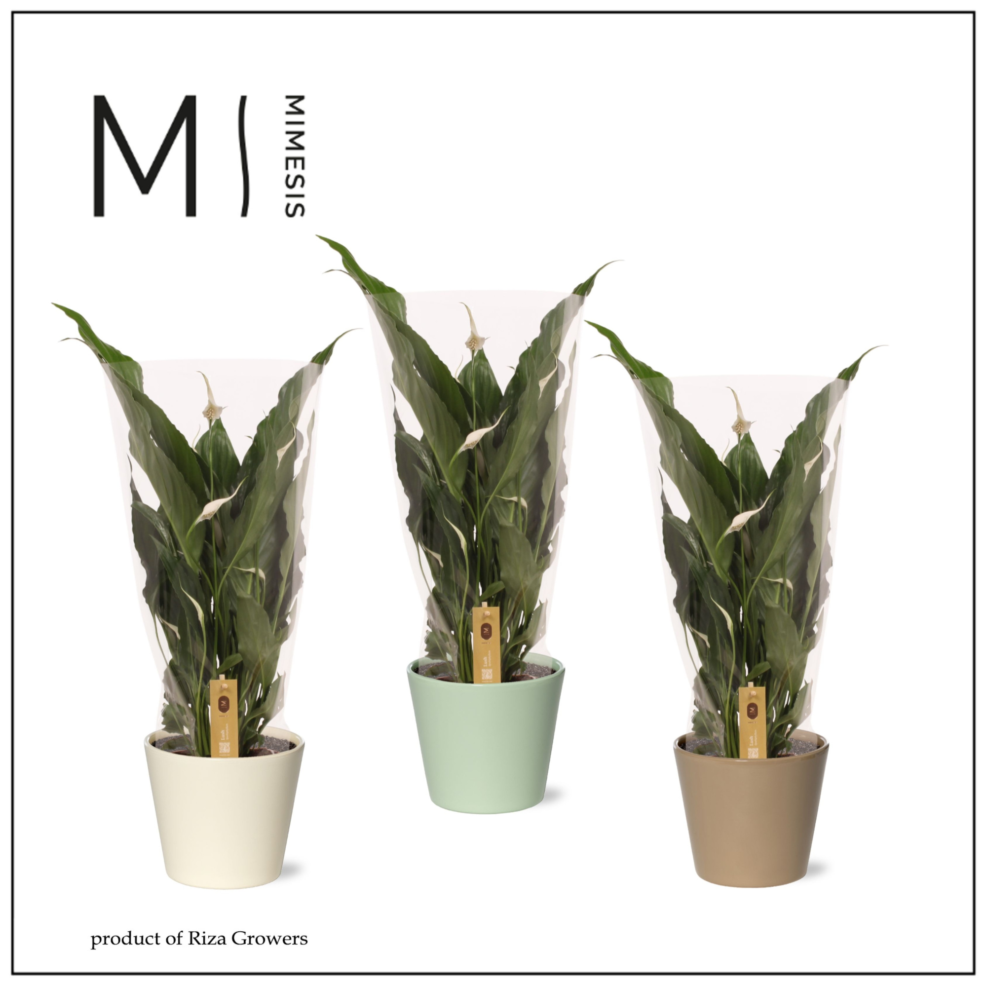 Spathiphyllum Sweet Chico - 13cm in Amanda | Mimesis, D 13 cm