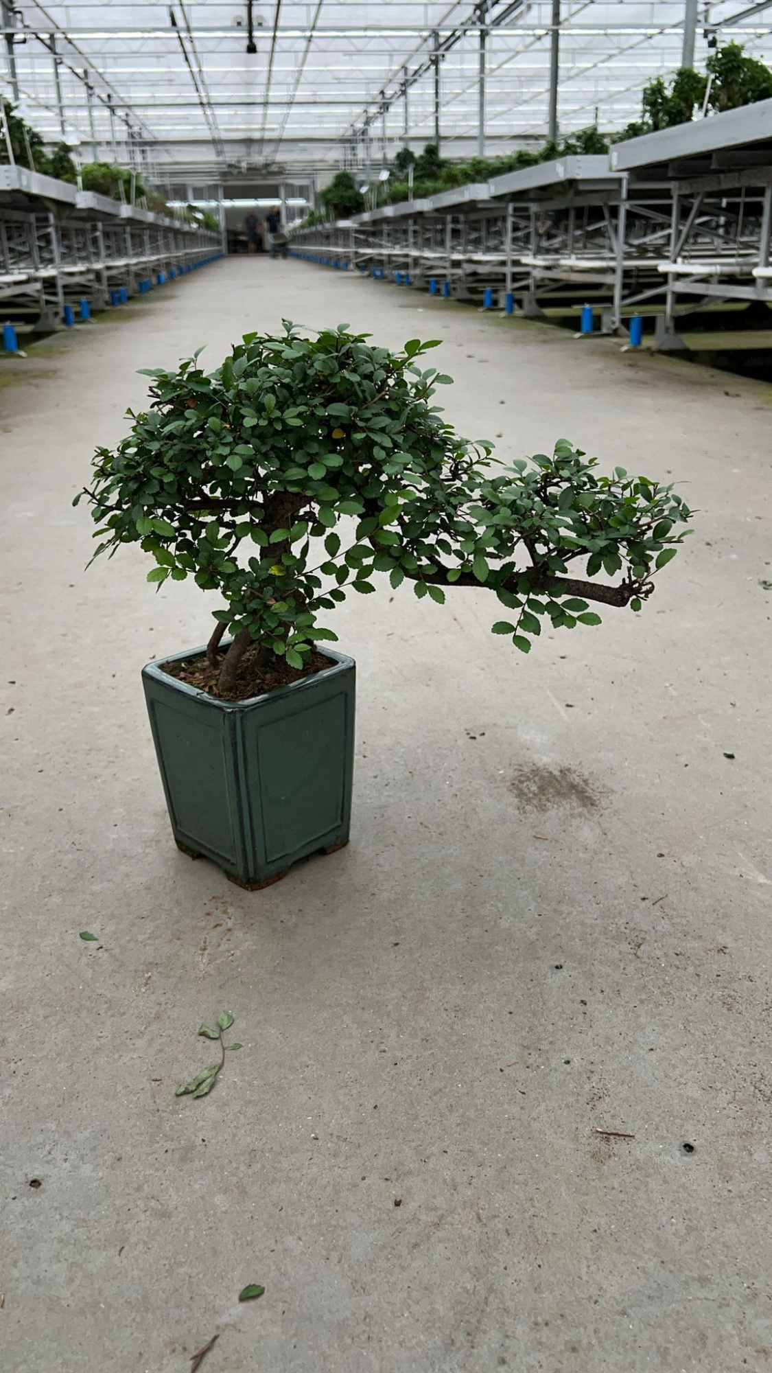Zelkova parvifolia, 13cm., cascade, without drip tray, D 13