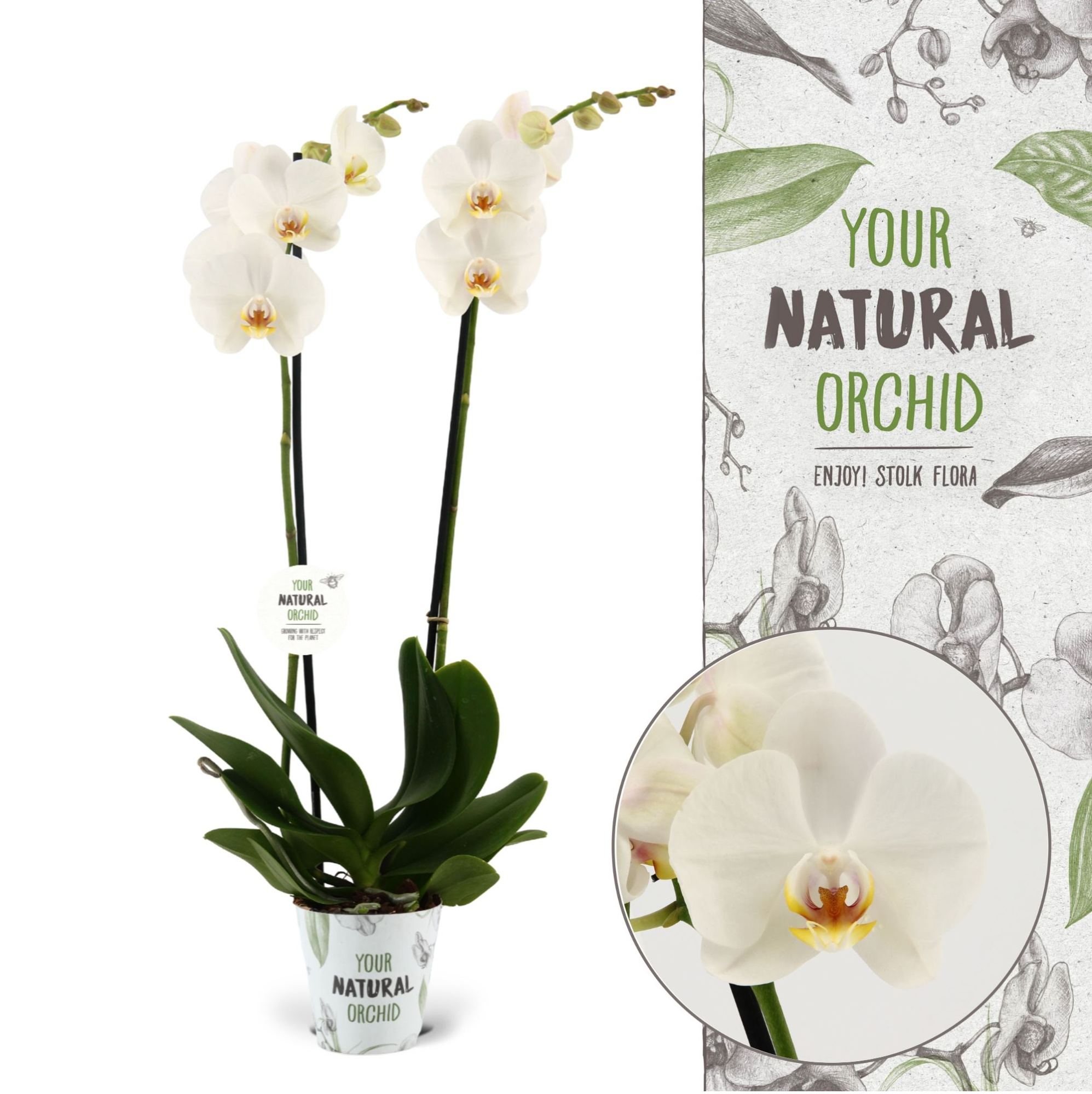 Your Natural Orchid | Folkestone | Phalaenopsis 2 spike, D 12 cm