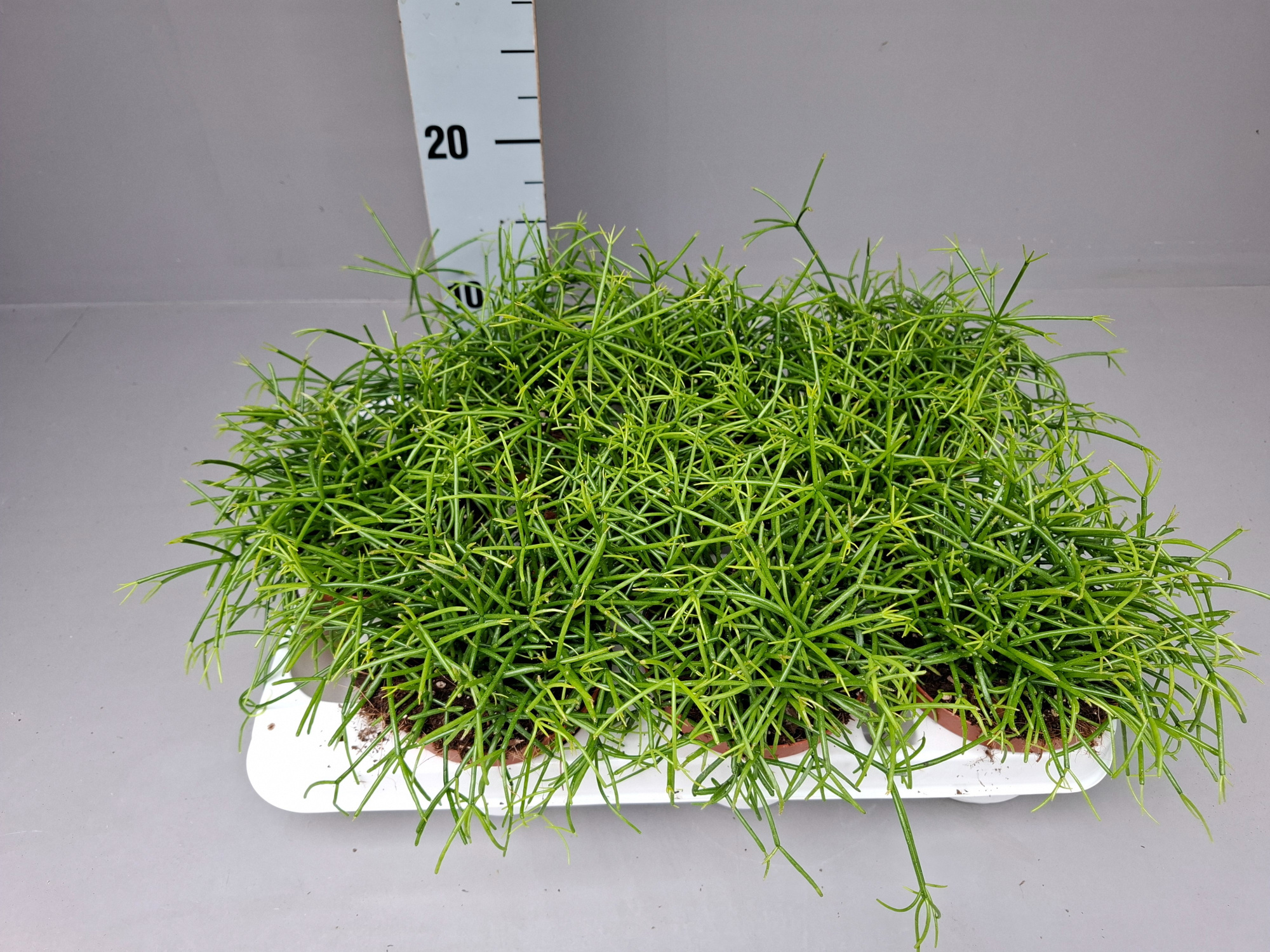 Rhipsalis Oasis 10,5, D 11 cm