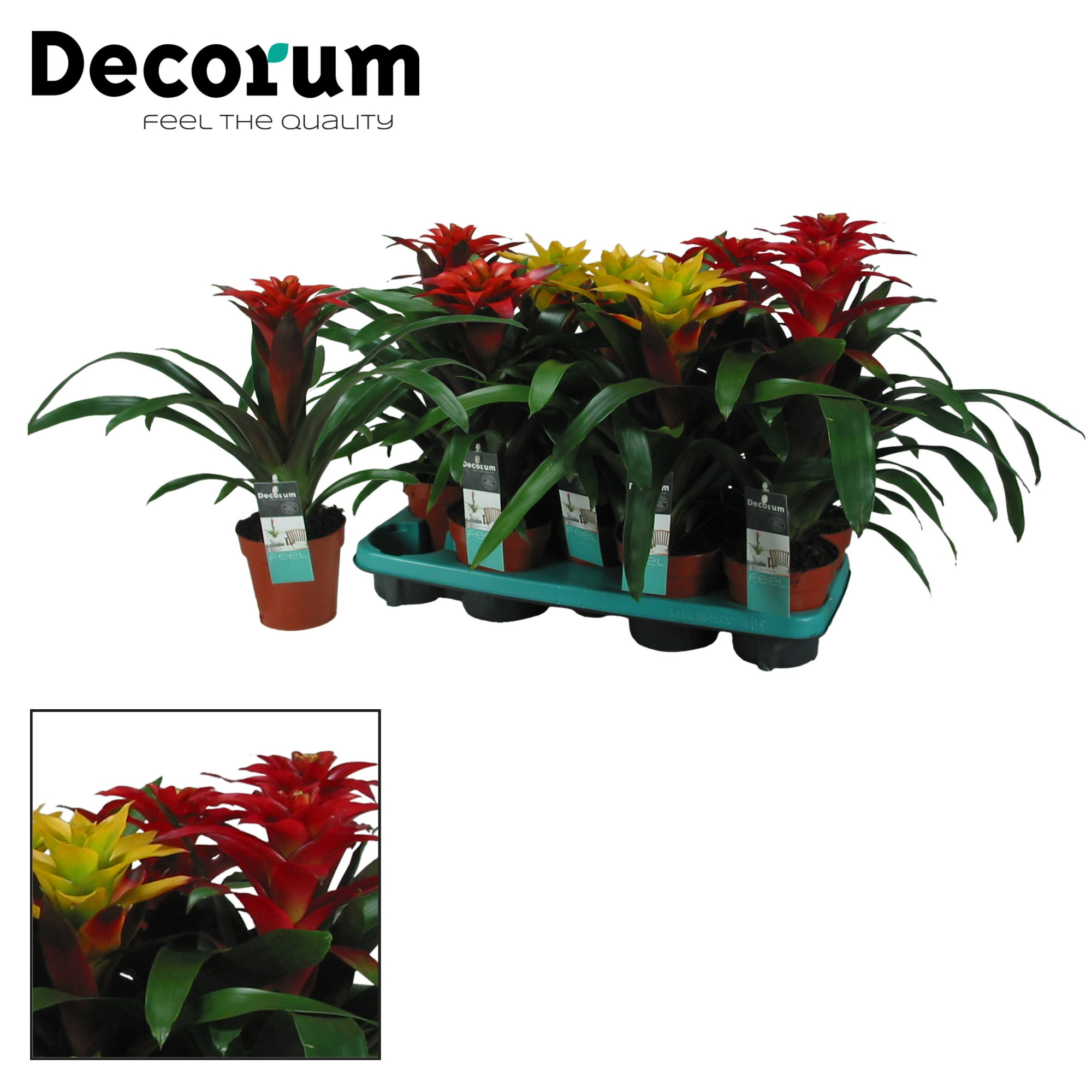 Guzmania Squarrosa Mix (Decorum), D 13