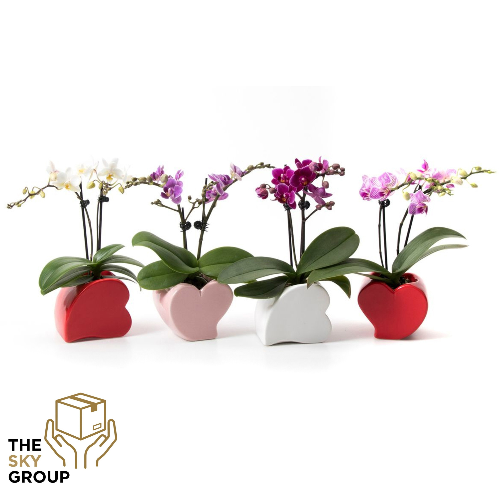 Phalaenopsis 2t mini in hartvorm keramiek, D 6