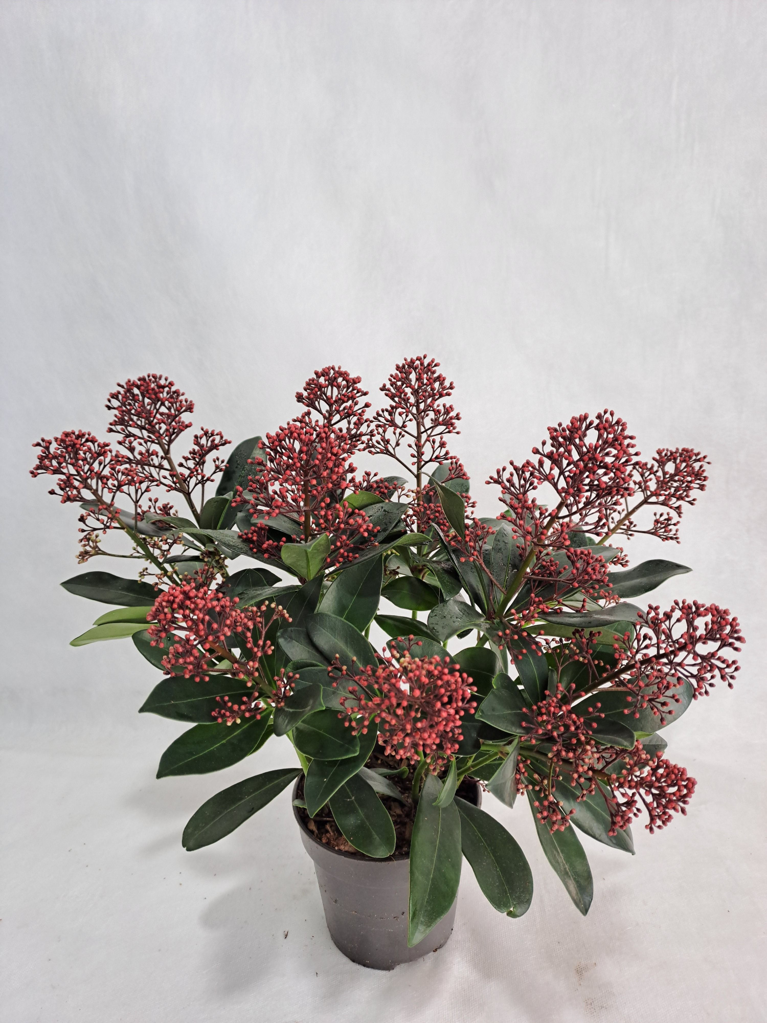 Skimmia Rubella P12 9+ bloem, D 12 cm