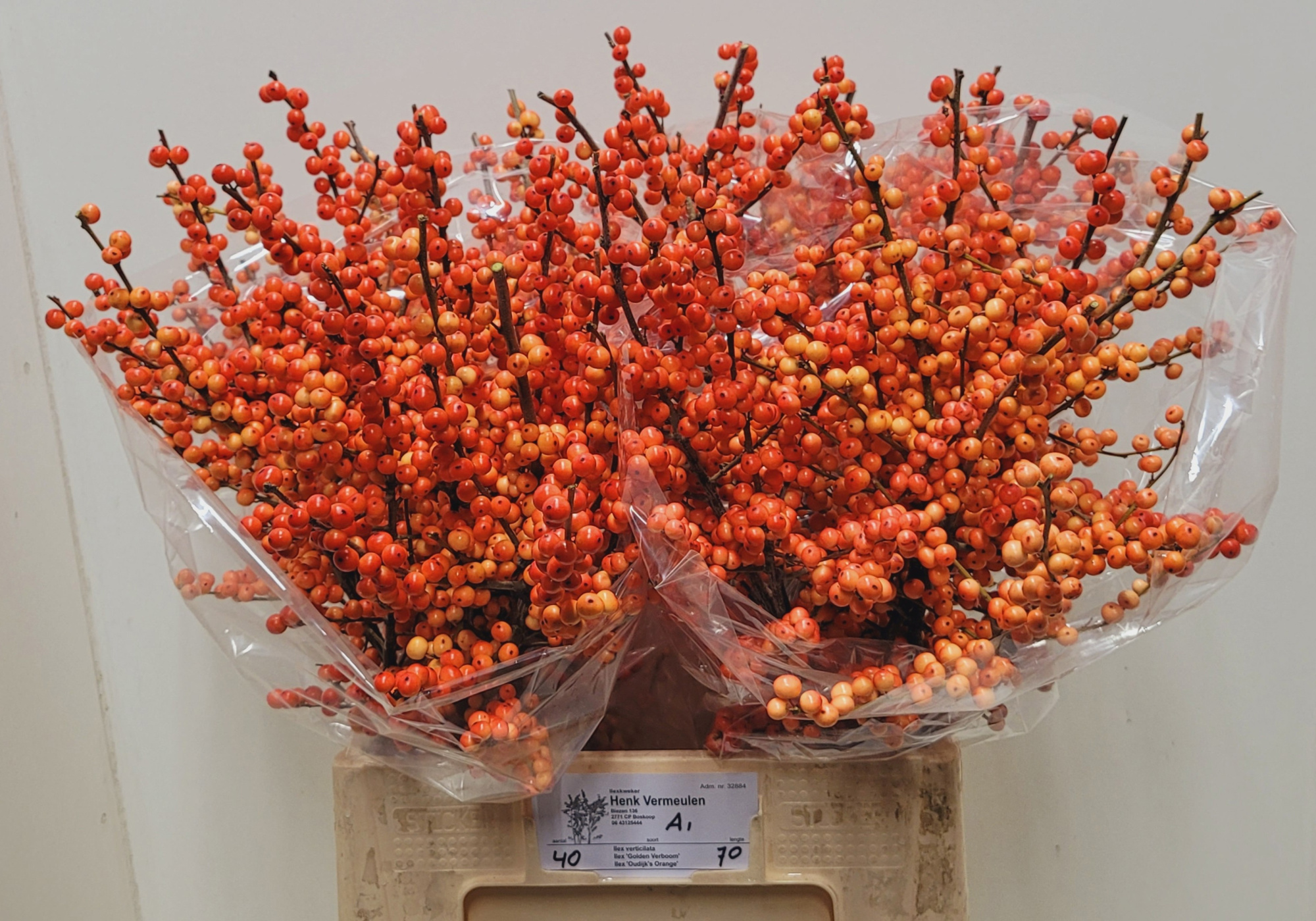 Илекс Аудайкс Оранж 70, шт.