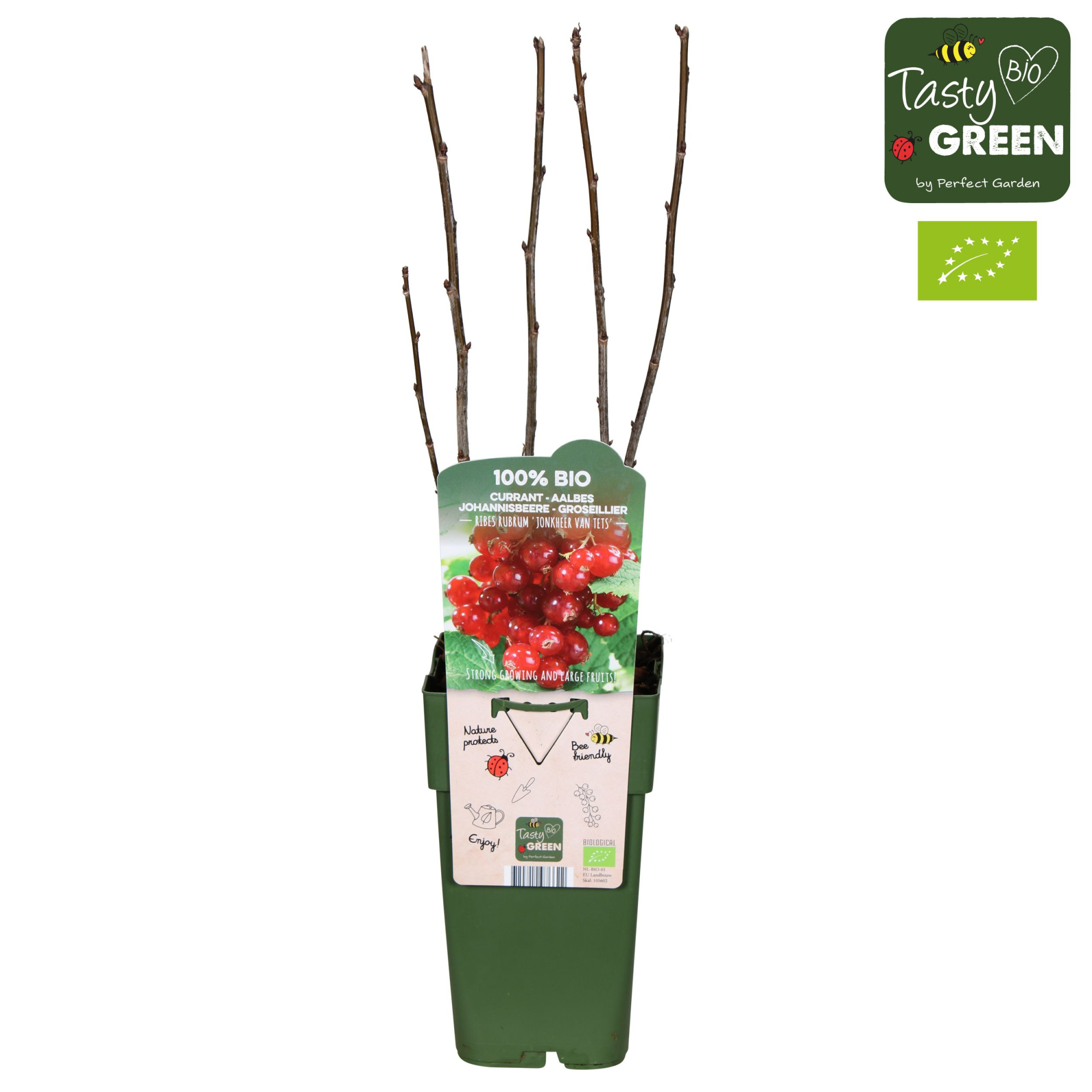Ribes rubrum 'Jonkheer van Tets' Bio P15, D 15 cm