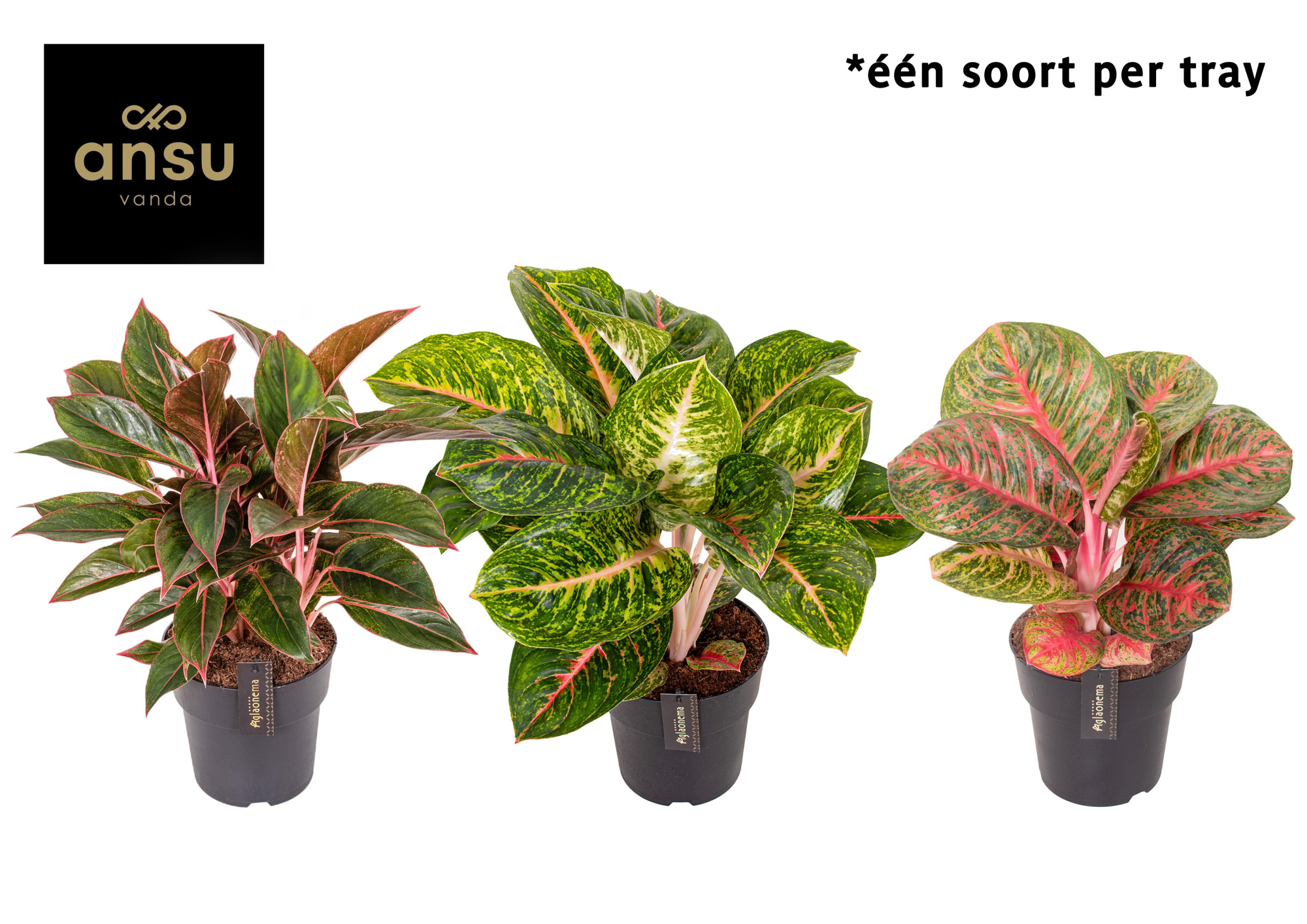 Aglaonema Red Surprise Tray, D 19 cm