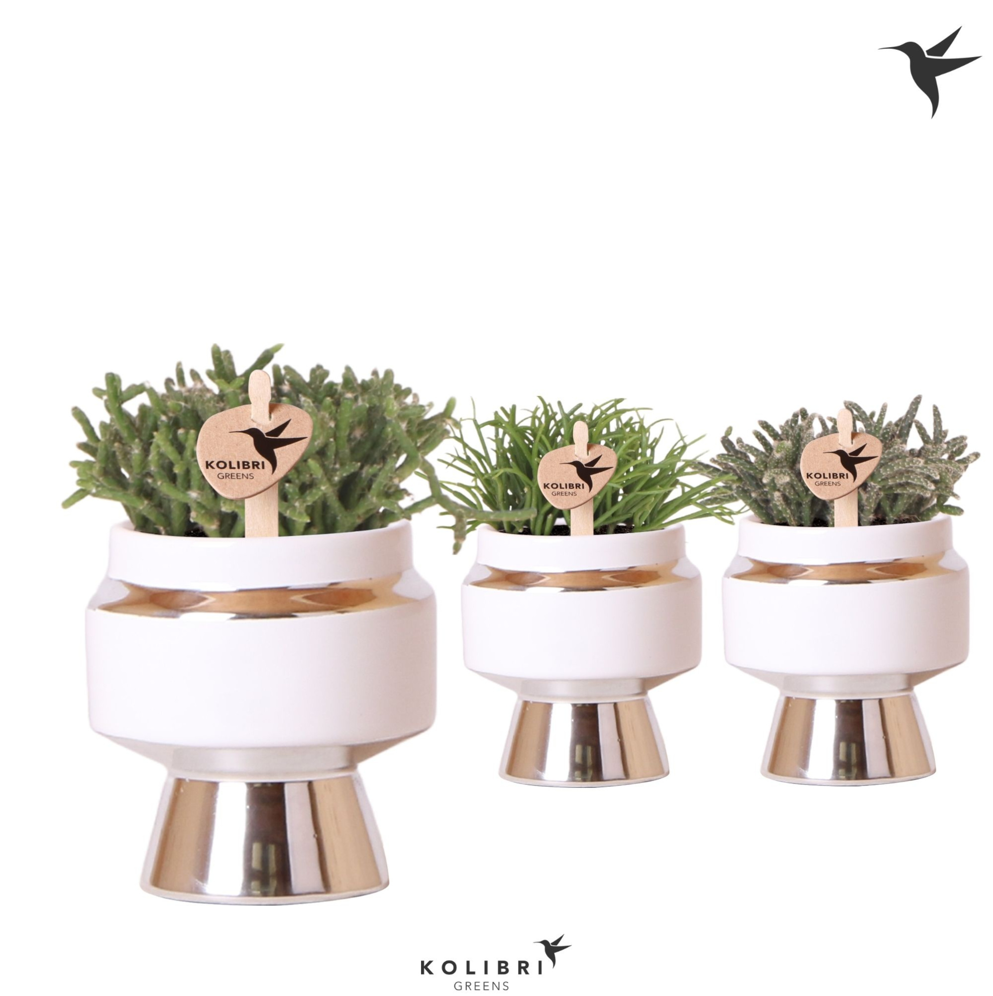 Kolibri Greens Rhipsalis mix in Le Chic pot silver, D 6 cm