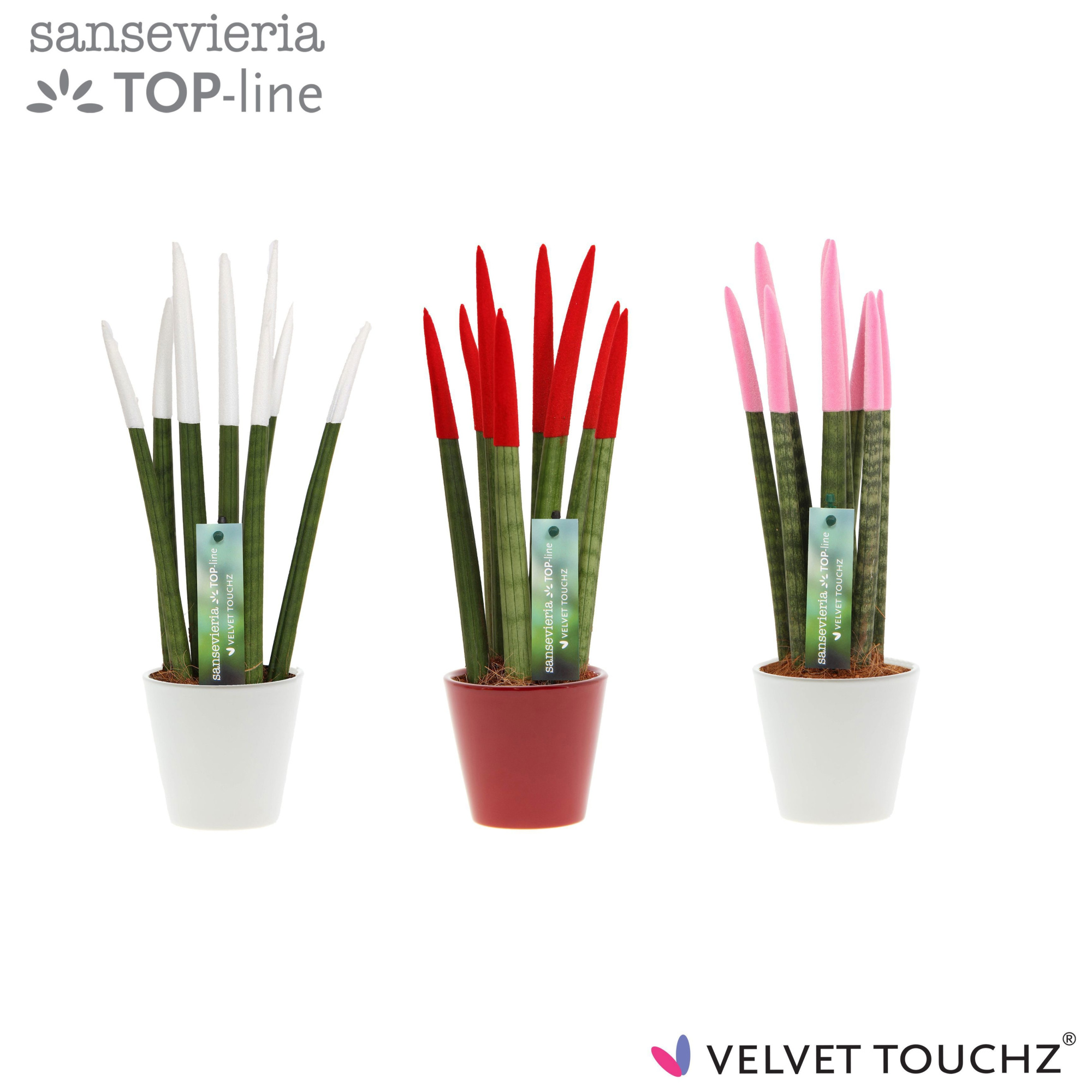 Sansevieria VELVET TOUCHZ® Women mix In keramiek R'dam, D 8,5