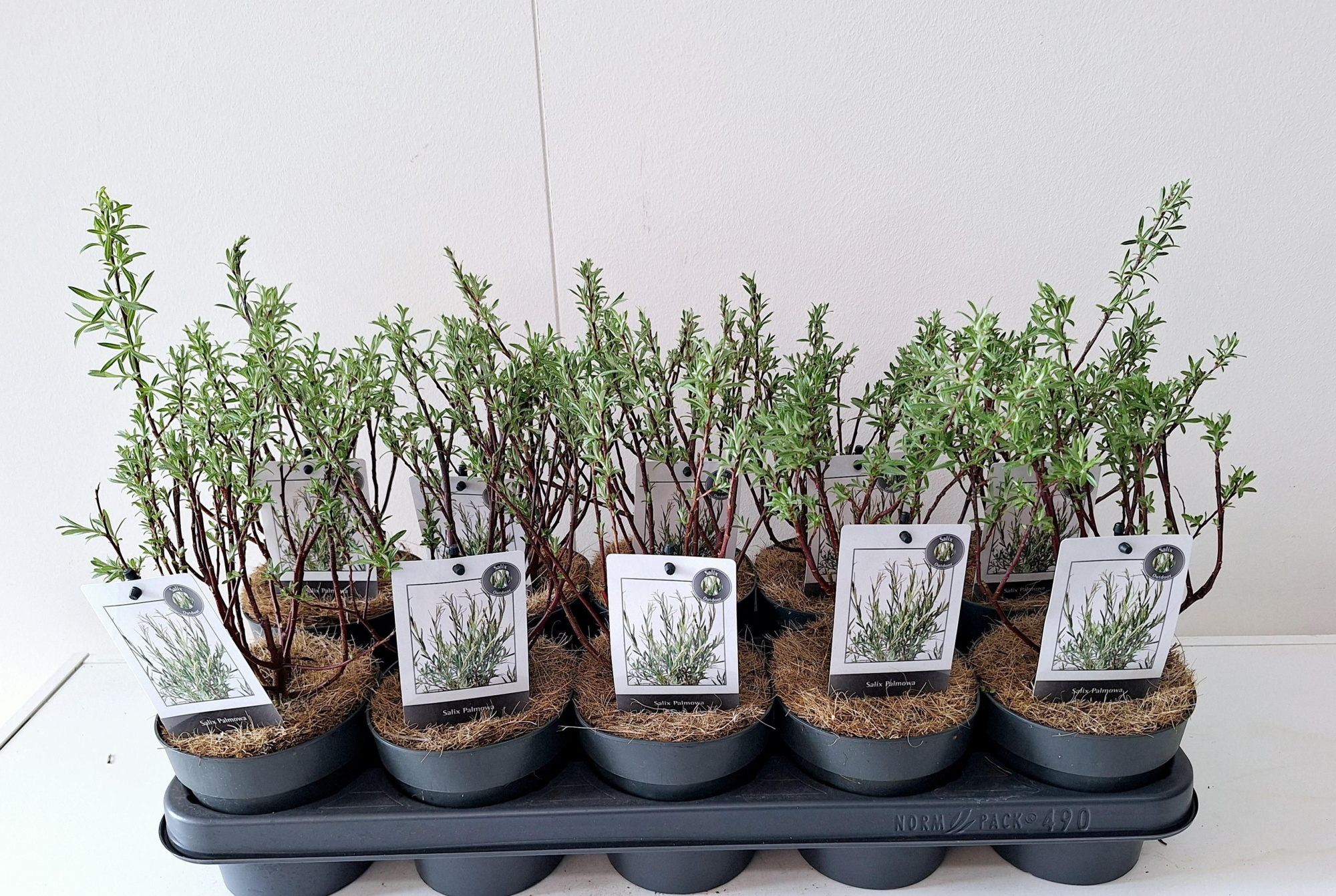 Salix Rosmarinifolia bush p12, D 12 cm