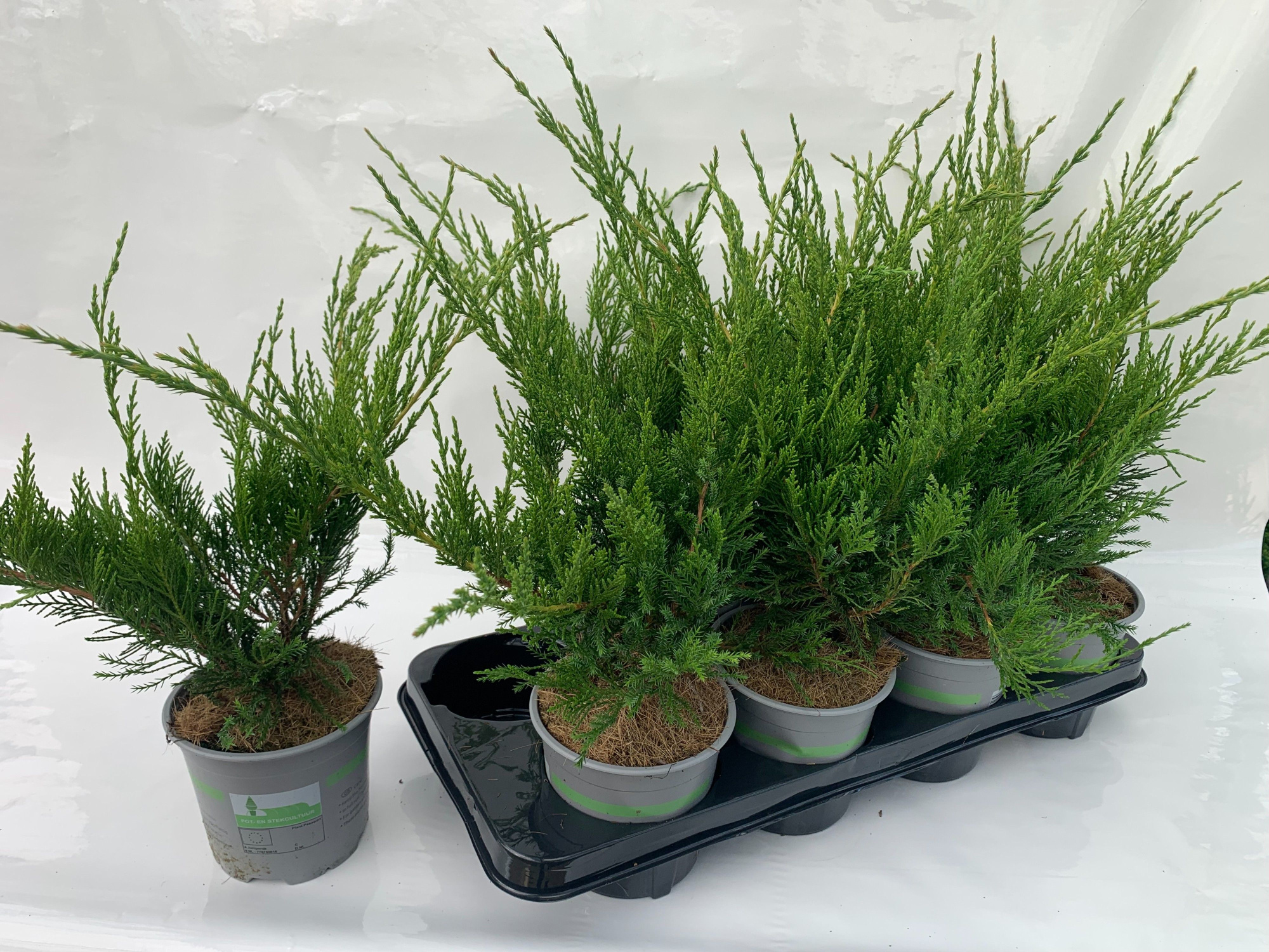 JUNIPERUS X PFITZERIANA MINT JULEP, D 13 cm