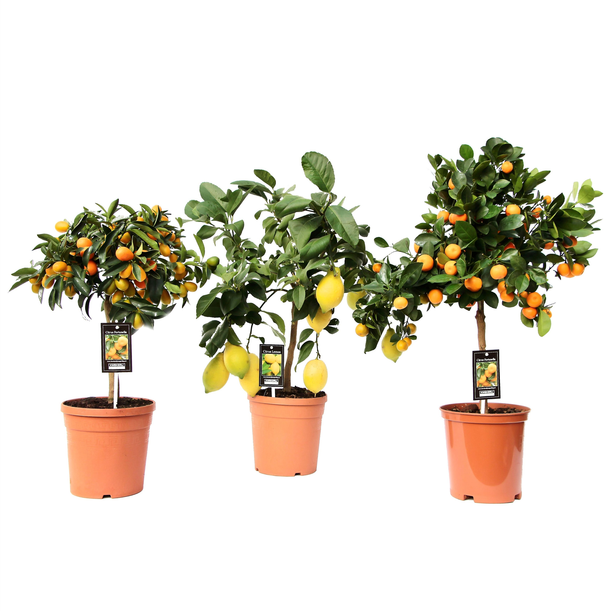 Citrus Mix 3 Soorten, D 19